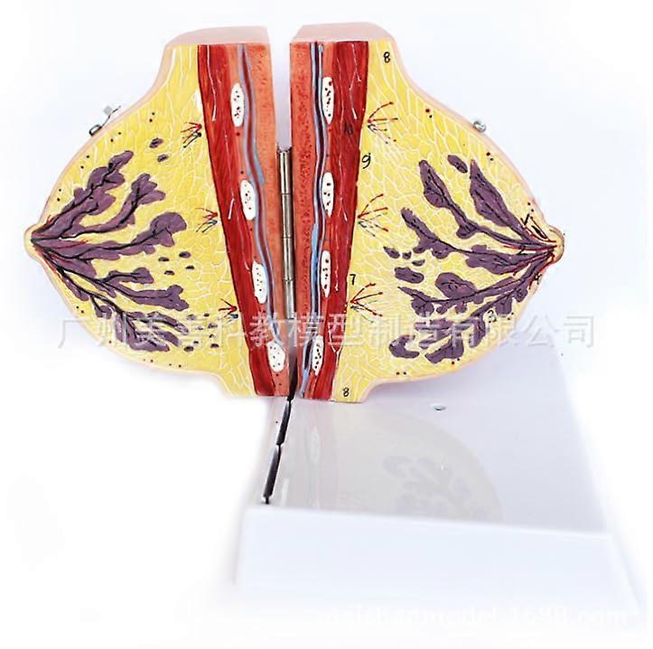 Breast Sagittal Section Model NonLactating And Lactating Anatomy Model With Study Card Lactating Breast Model