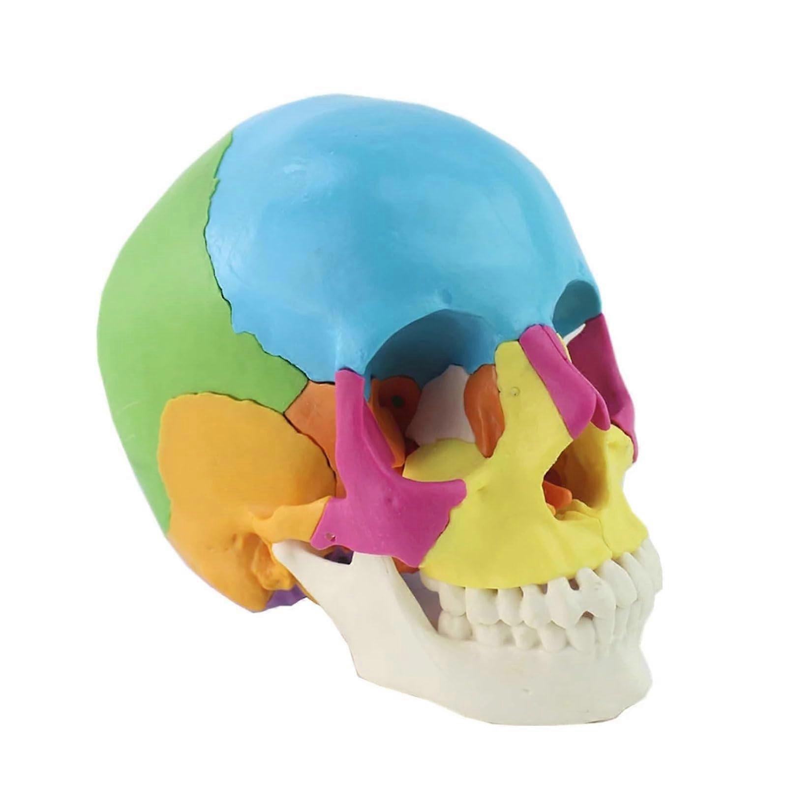 Life Size Human Skull Model 22Piece ColorCoded Anatomical Detail for Teaching Learning Display