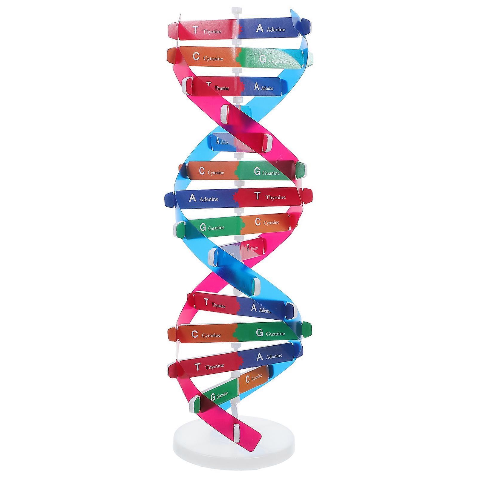 DNA Models Double Helix Structure Models DNA Double Human Gene Science Popularization Assembling Experimental Equipment For DNA Assembling Teaching