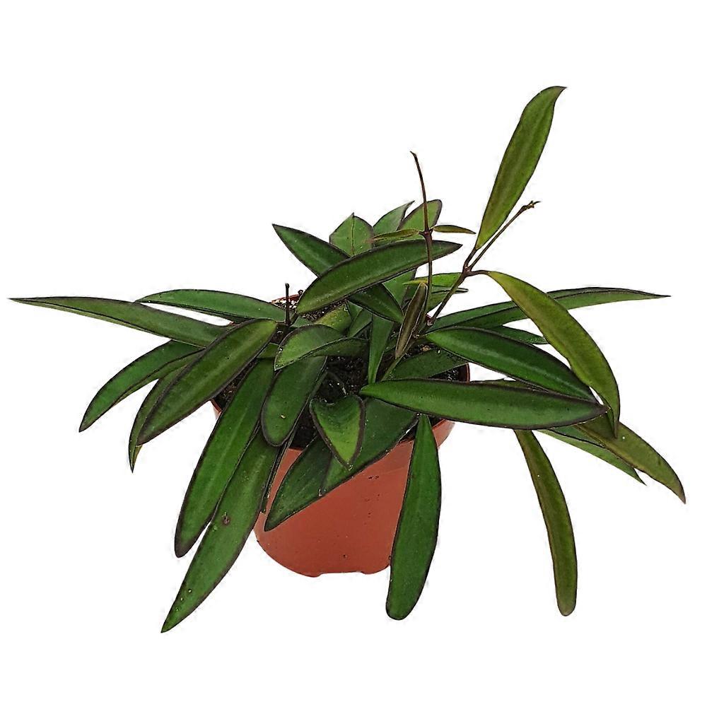 Hoya wayetii Ø6cm