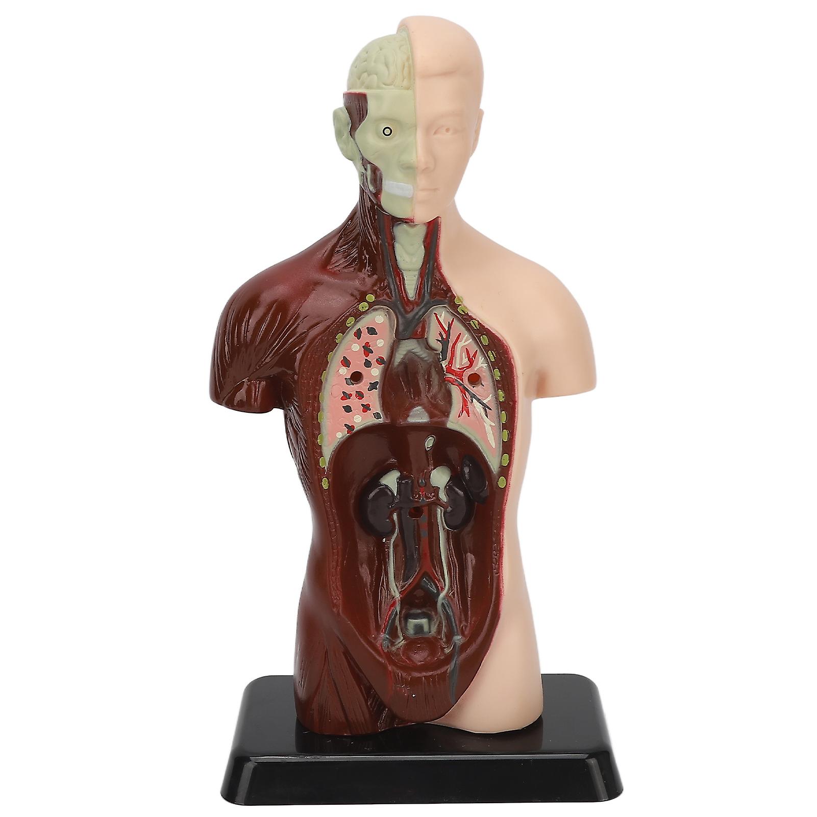 Human Body Model Detachable Simulation Unisex Human Torso Model for Teaching Study Students 