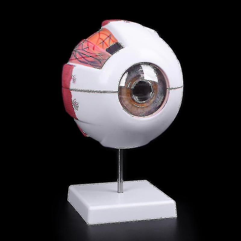 Anatomical Eyeball Model- Medical Learning Aid, Teaching Instrument
