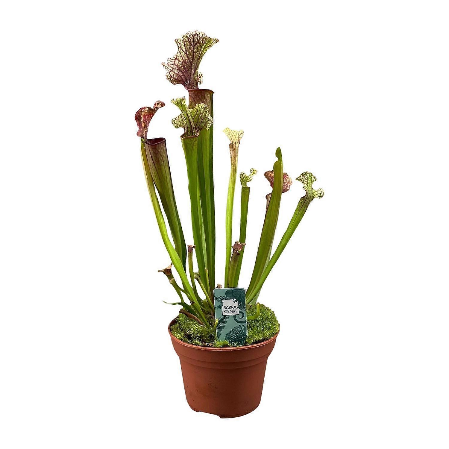 Sarracenia Judith Hindle - 30cm - Ø12cm