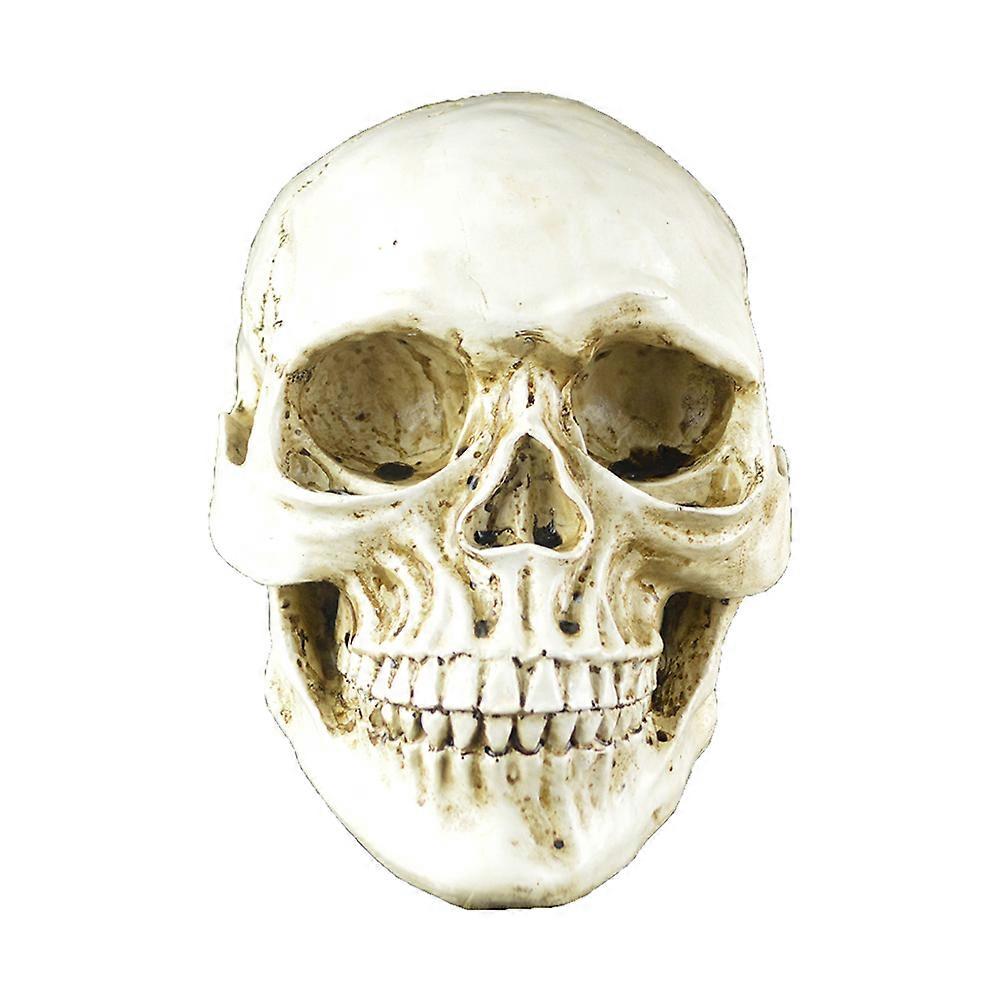 Resin Skeleton Prop, Versatile Skull Head for Home Office and Parties