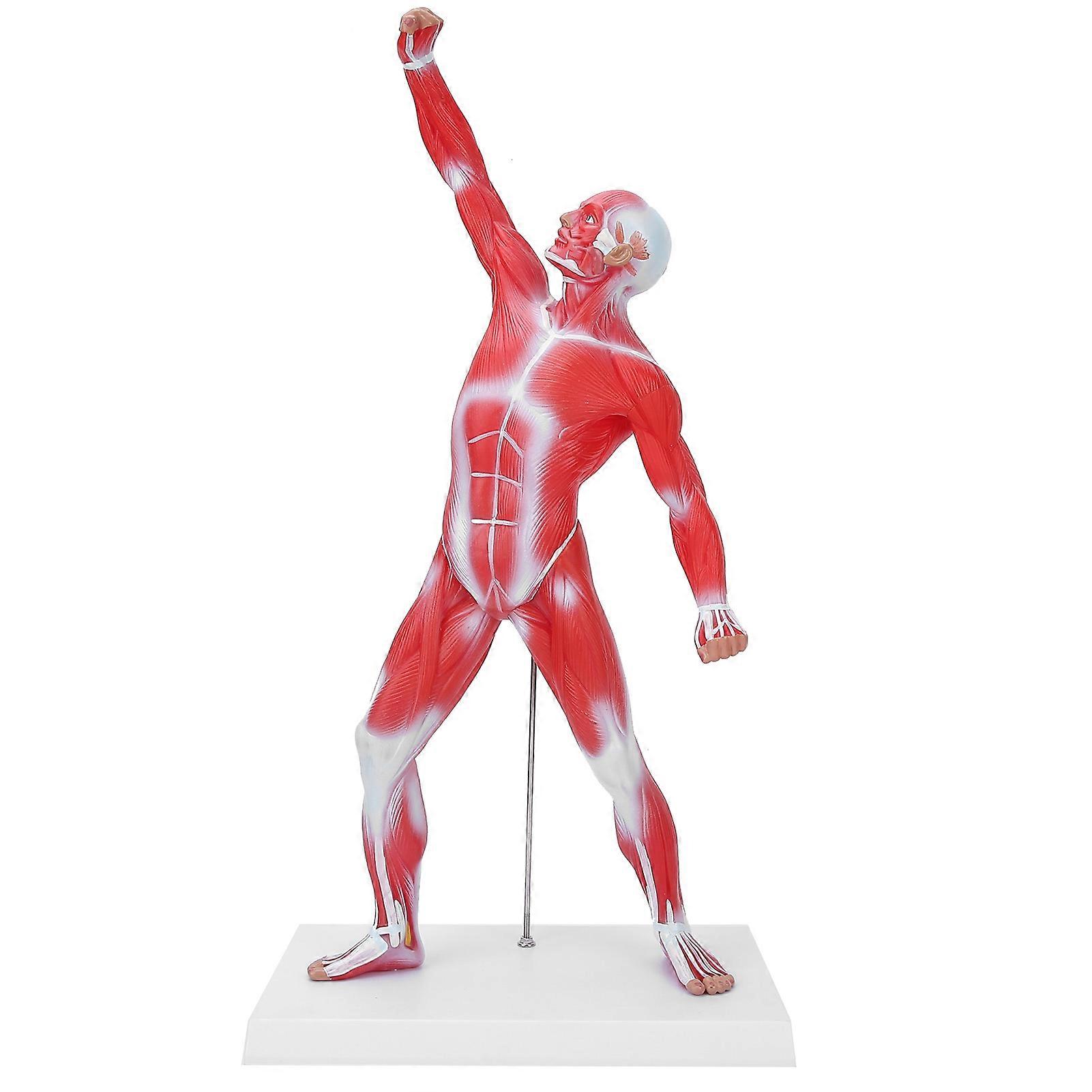 50cm Muscular System Model Human Muscles Model Displaying Body Muscle Structure Model