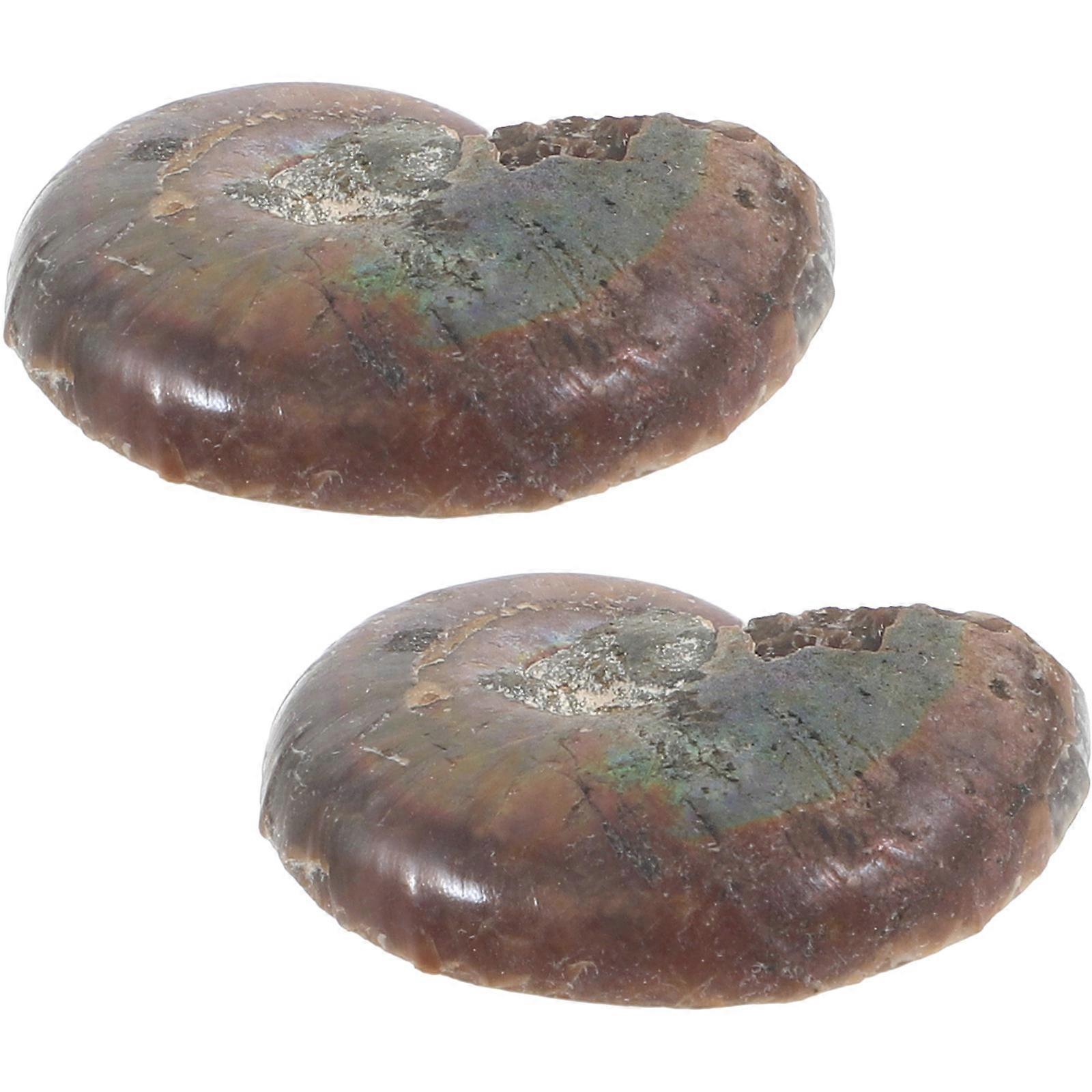Ammonite Specimen Ammonite Decoration for Teaching 2Pcs Natural Material Model