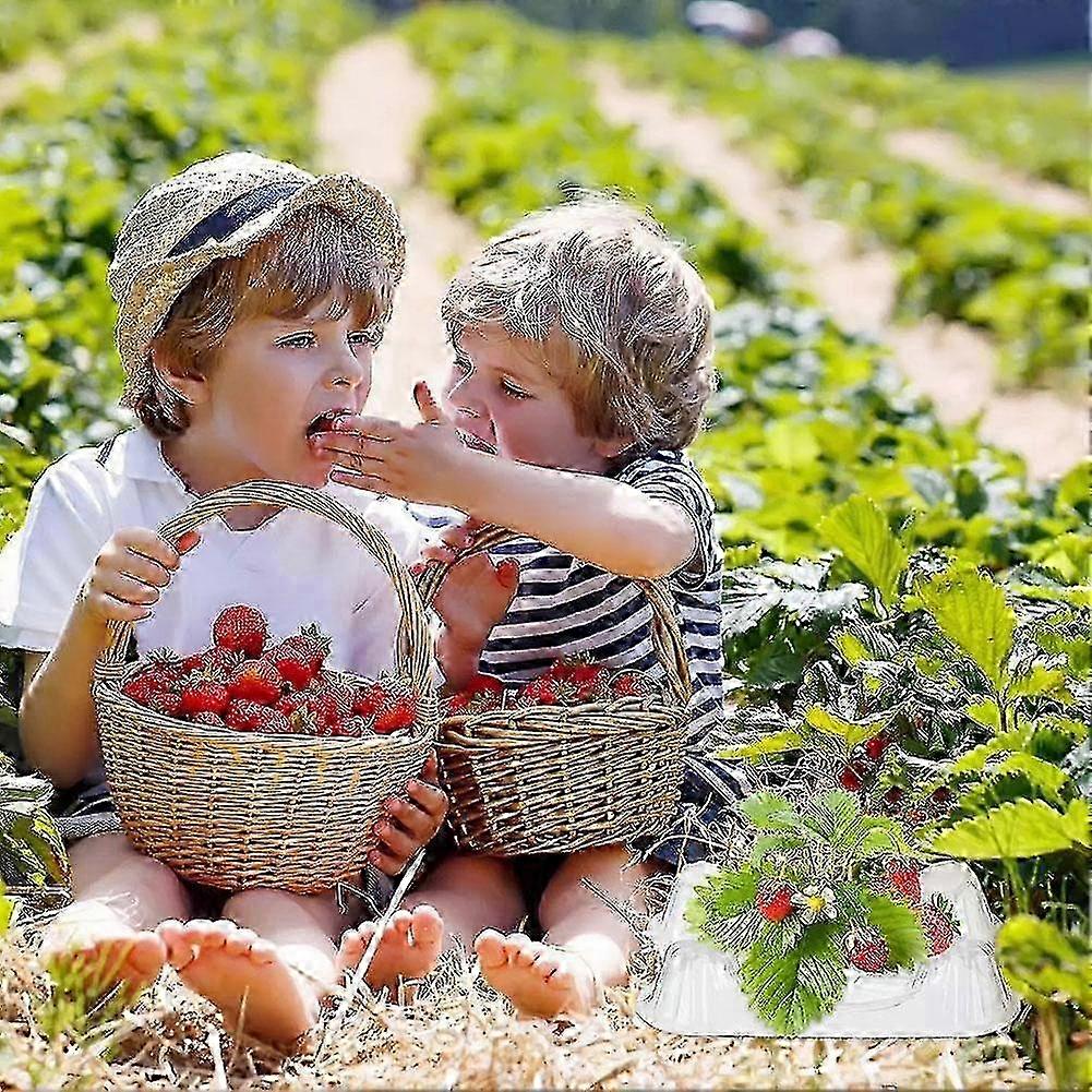 Watermelon Tray, Thickened,tray for Fruit Planting, Plastic 2025