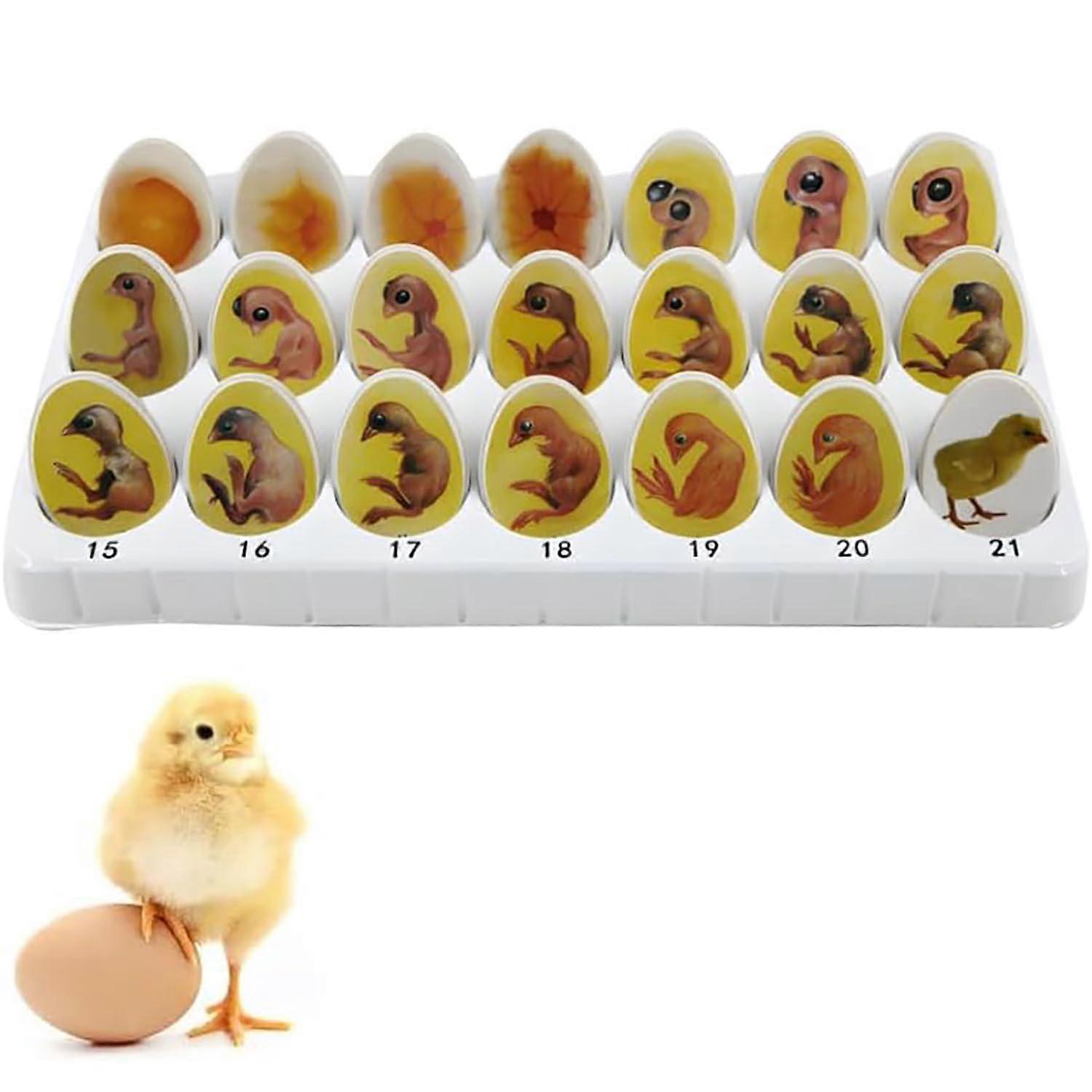 Chicken Embryo Development Model 21 Stage Display Chick Life Cycle Teaching Kit Visual Learning Aid