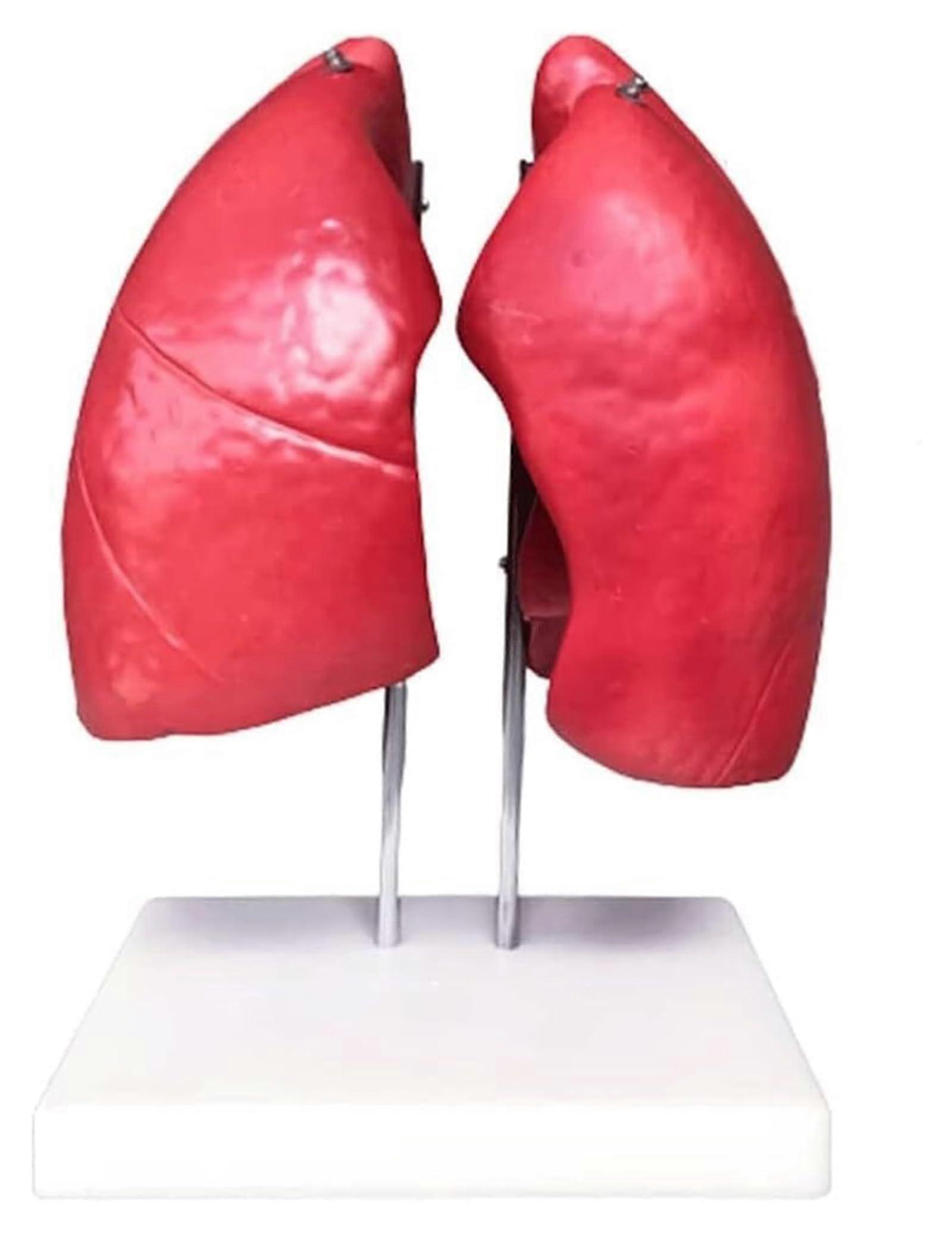 Human Lung Anatomy Model with Vivid 3D Structure for Teaching and Respiratory System Study