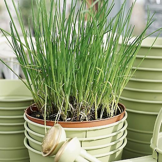 Pažitka. Velmi oblíbená bylina.