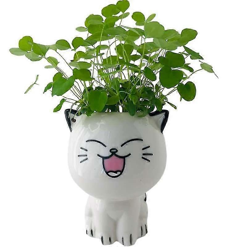Laughing Cat Small Potted Plant