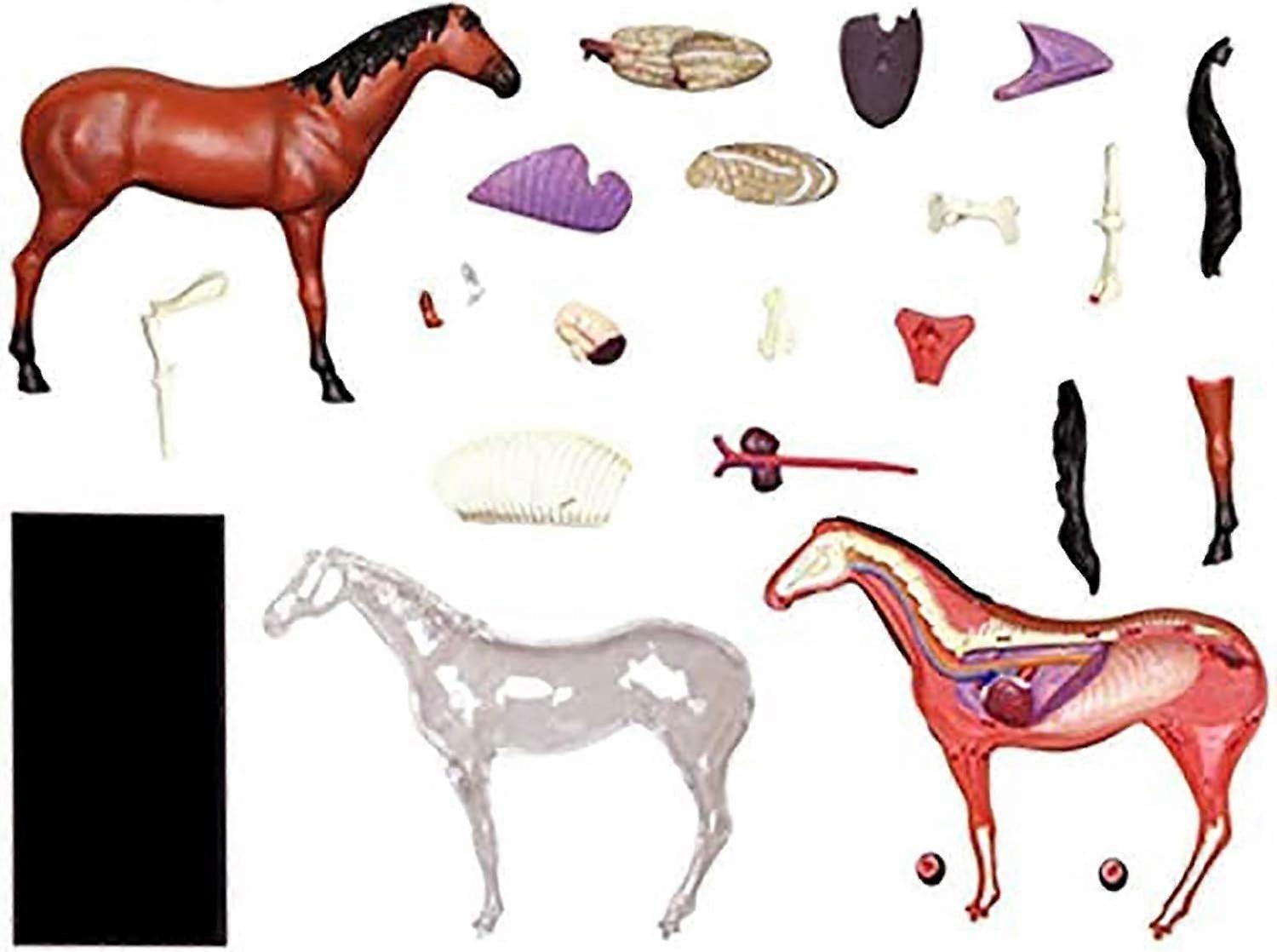 Horse Anatomy Model 4D Detachable Puzzle with Organs for Veterinary Students and Interactive Learning