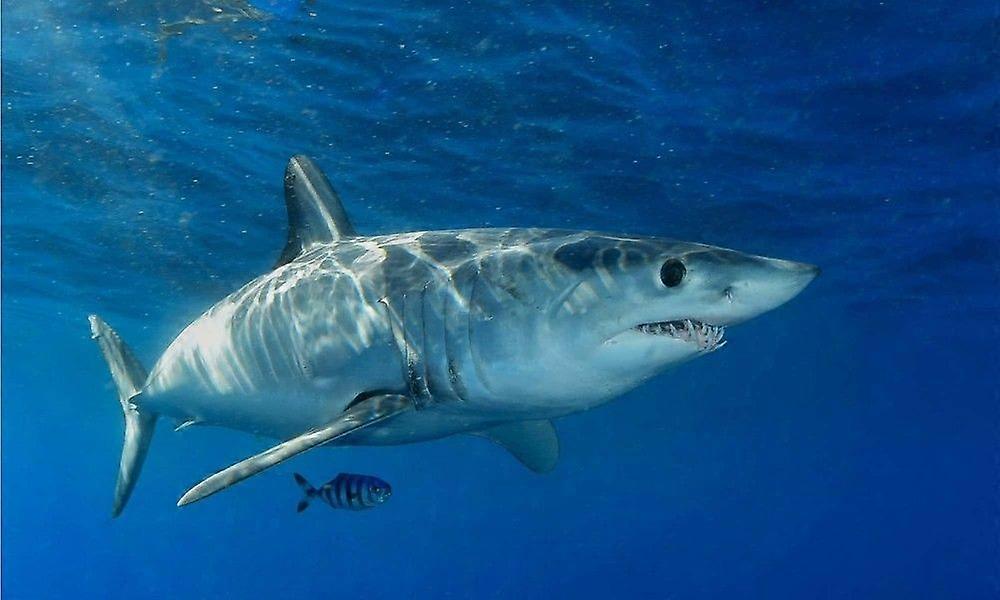 SHARK-palapeli TD382