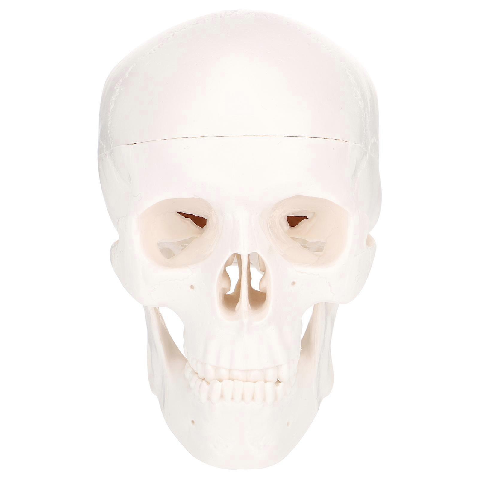 Plastic Skull Model for Medical & Art Use – Lightweight, Portable Anatomical Skeleton with Articulating Jaw and Detailed Bone Structure for Students