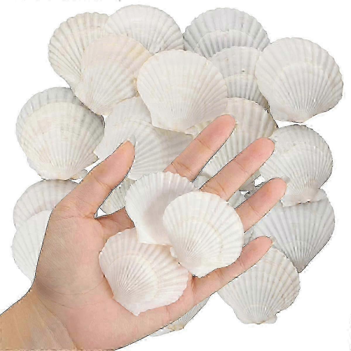 40PCS Natural Scallop Shells 1.4-2.4inch White Small Sea Shells for Crafts Crafting Shell Bulk Real