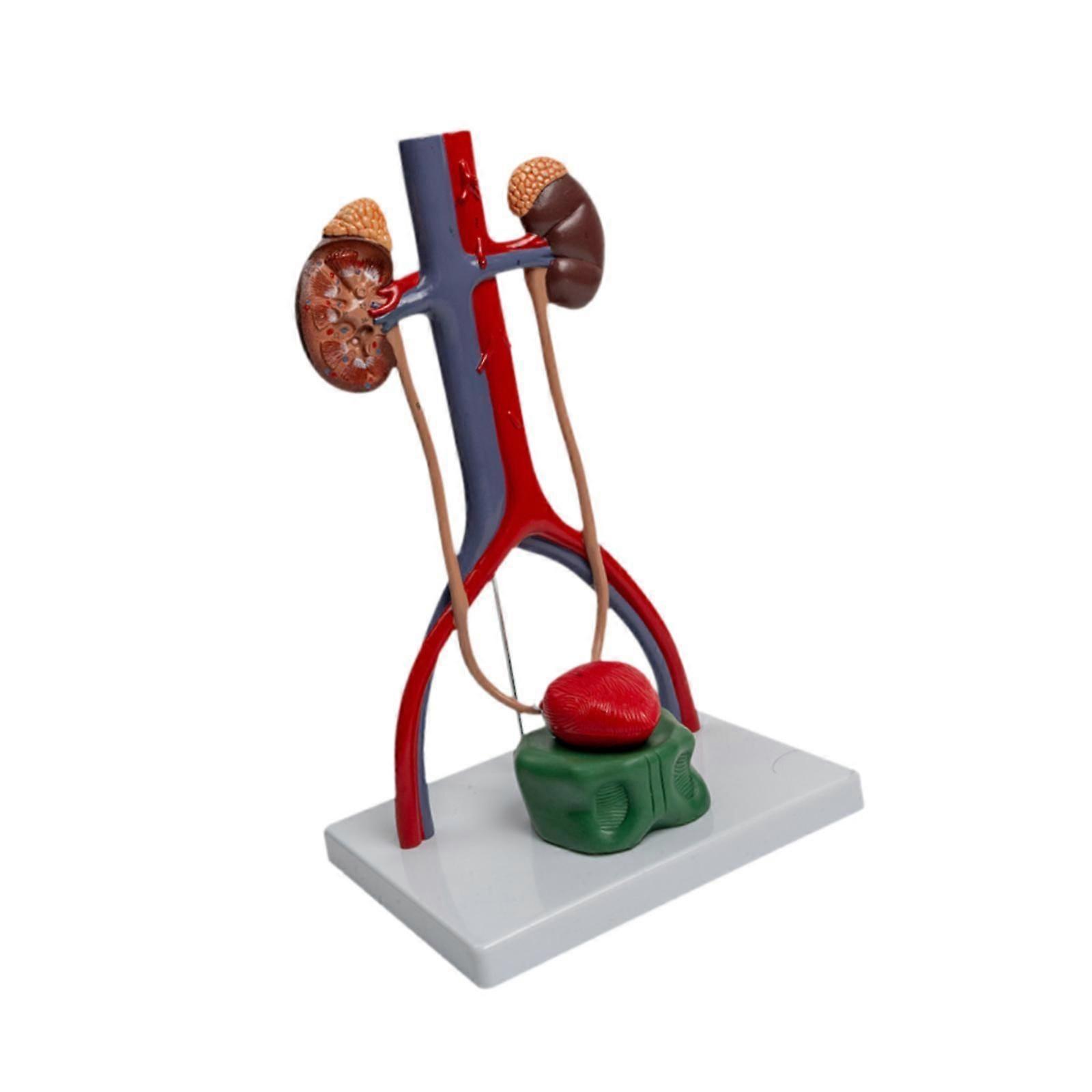 ילדים מלמדים מודל הדגמה של מערכת האורגניטל אספקת הוראה לילדים