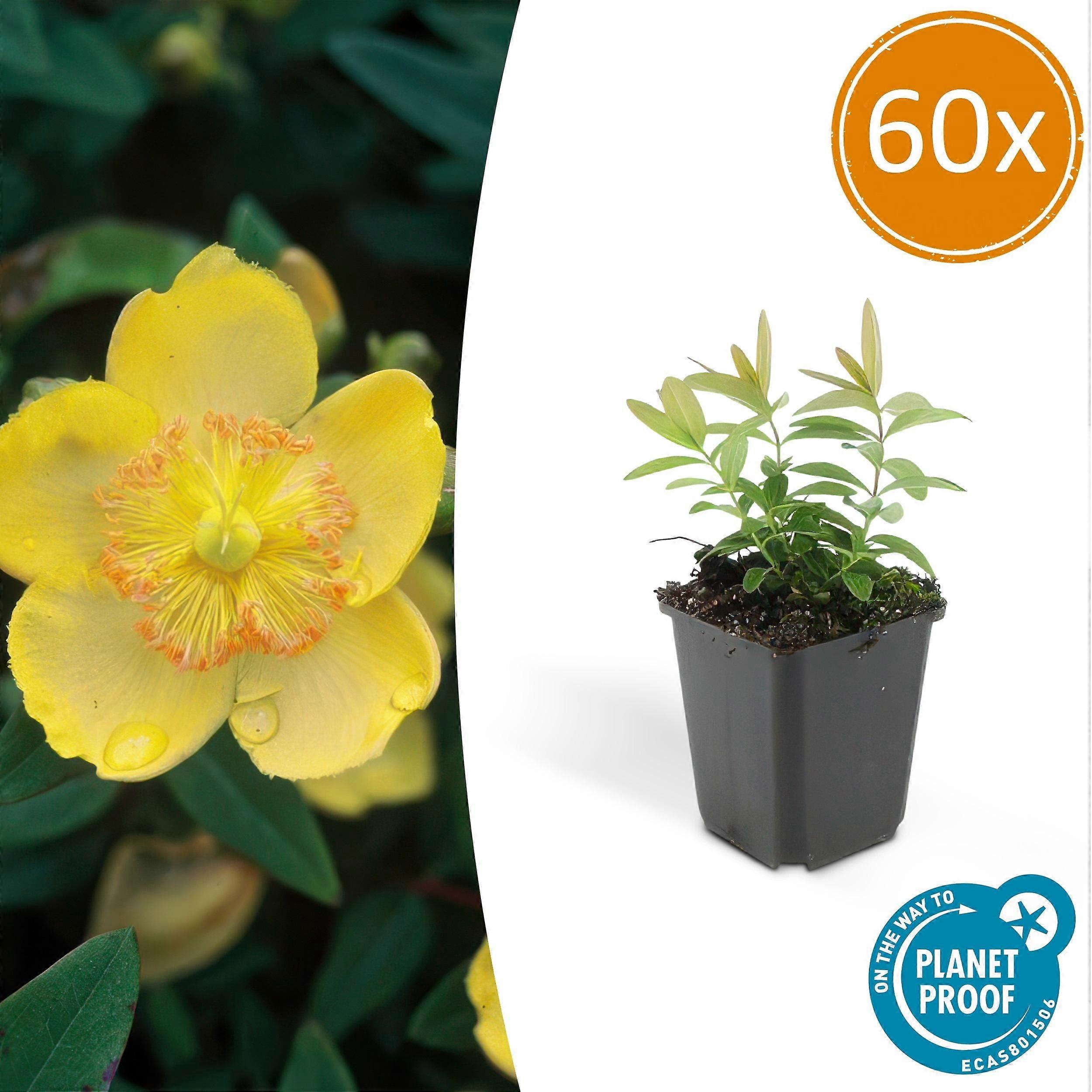 Hypericum calycinum 60 peças - 10-25cm - Ø9cm