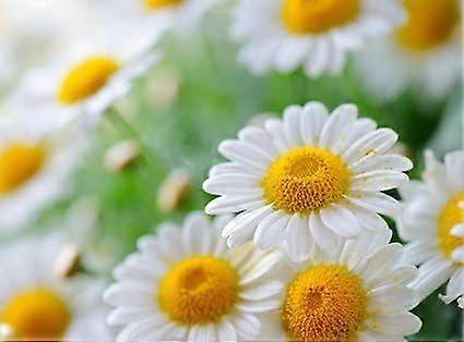 Flowers - Daisies - Quality Mouse Mat Pad