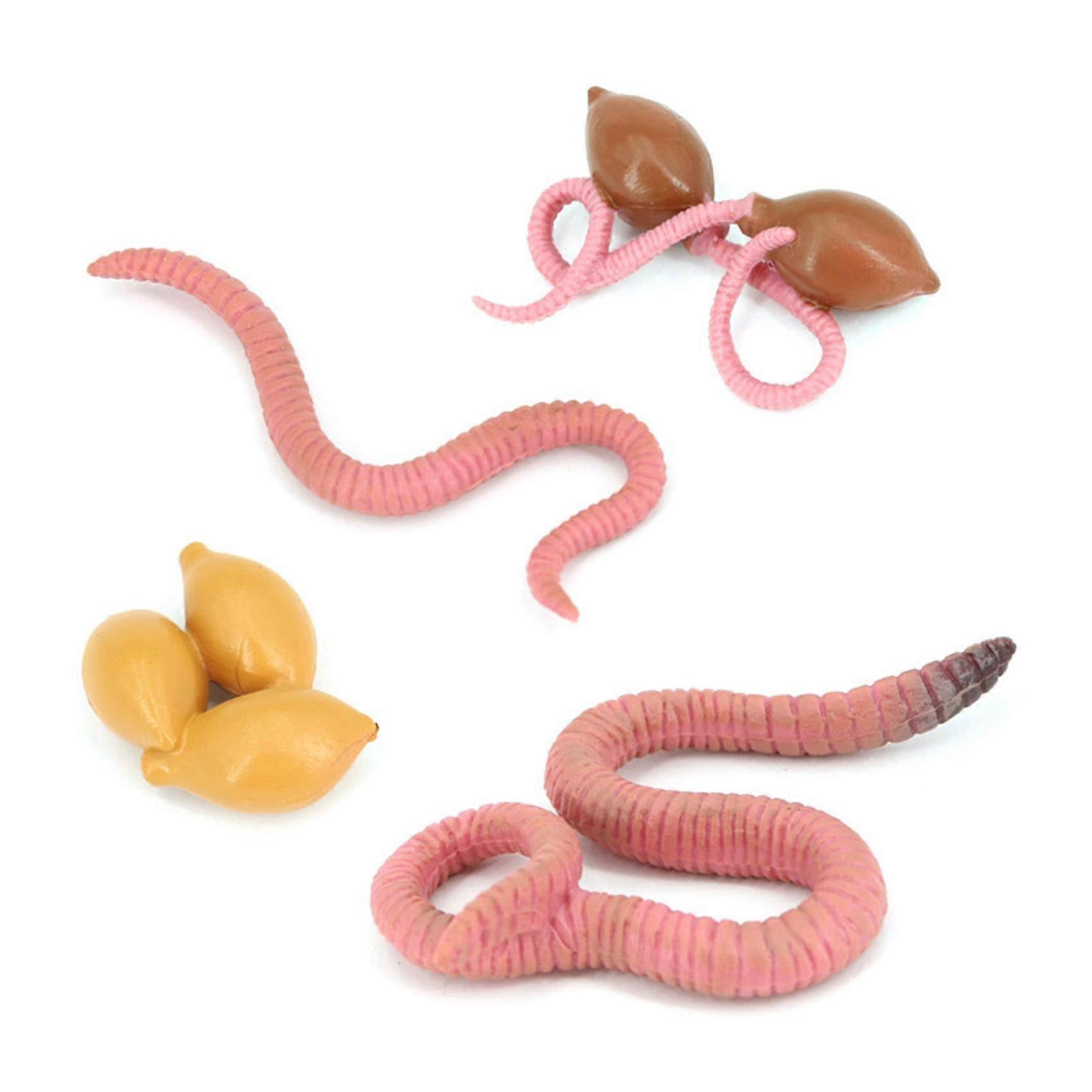 4pcs Simulation Earthworm Growth Model Animal Growth Cycle Biological Model Simulation Growth Scien
