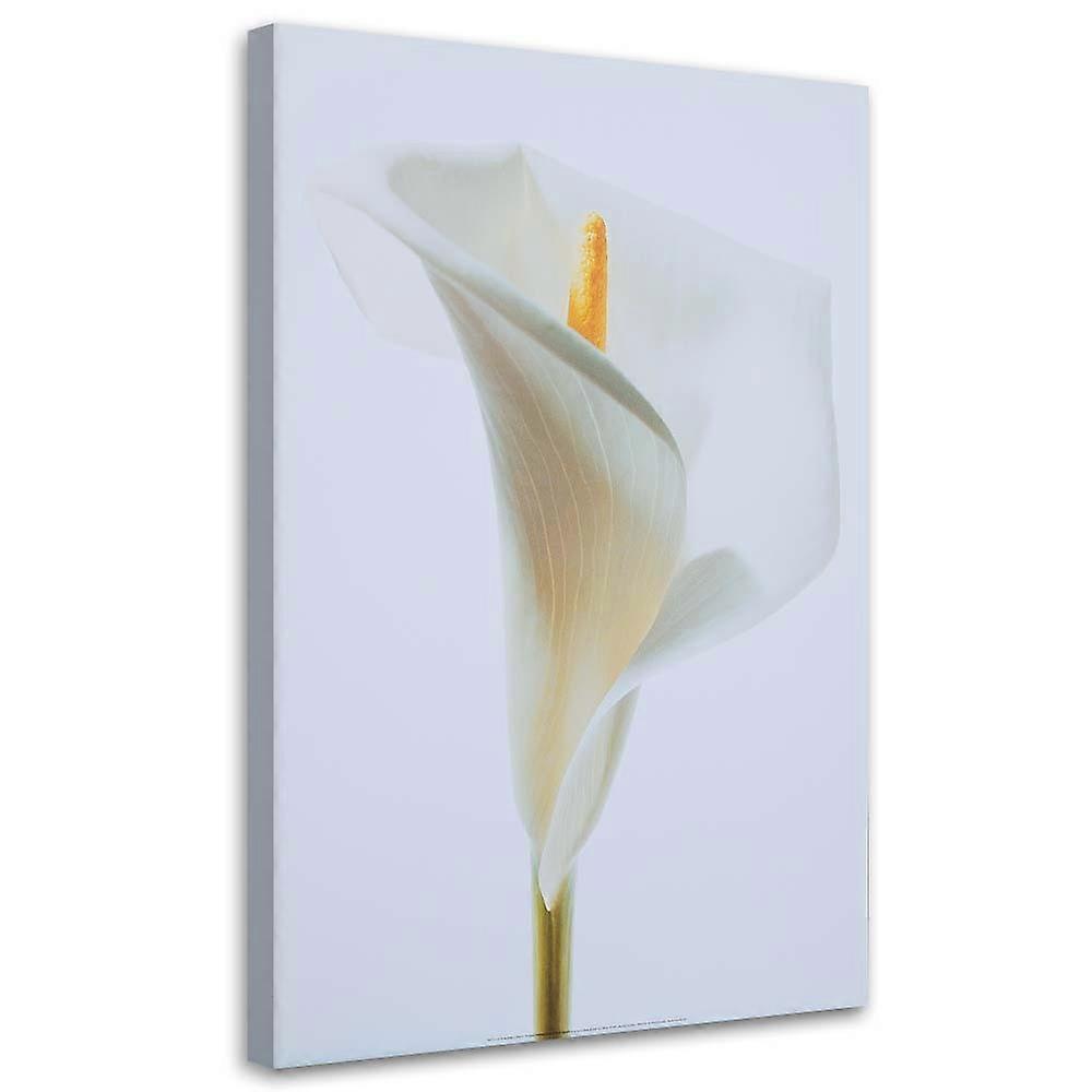 Impression sur toile, Calla blanc - 60x90