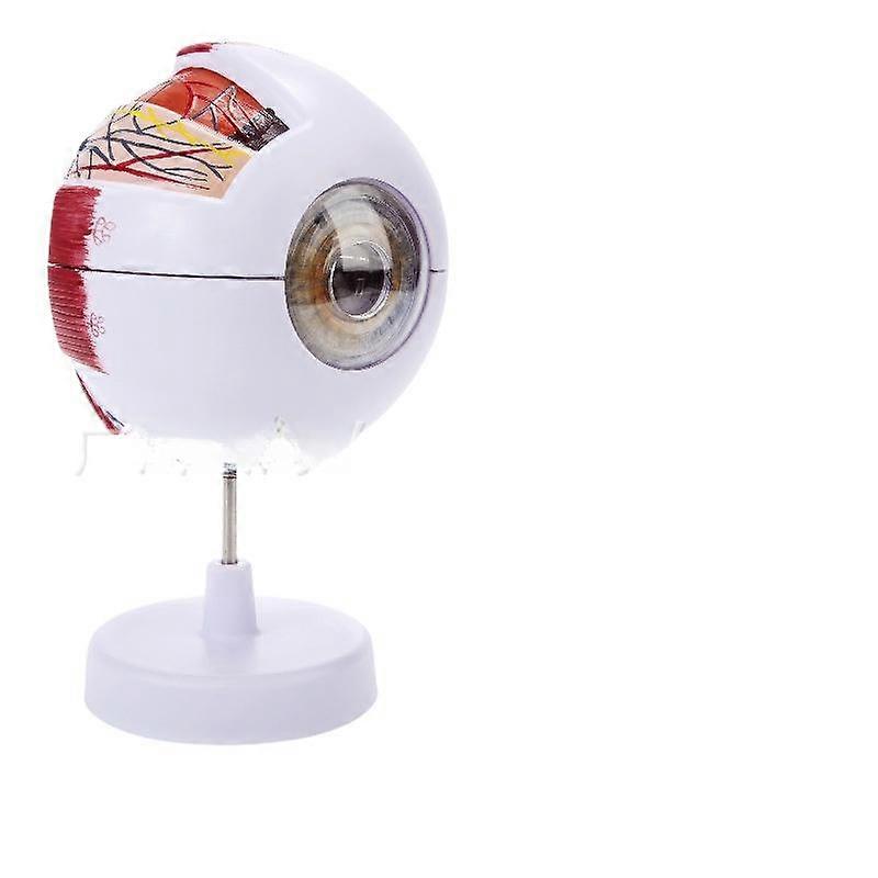 Human Eye Model 6x Magnification Anatomy Teaching Tool Medical Eyeball Structure