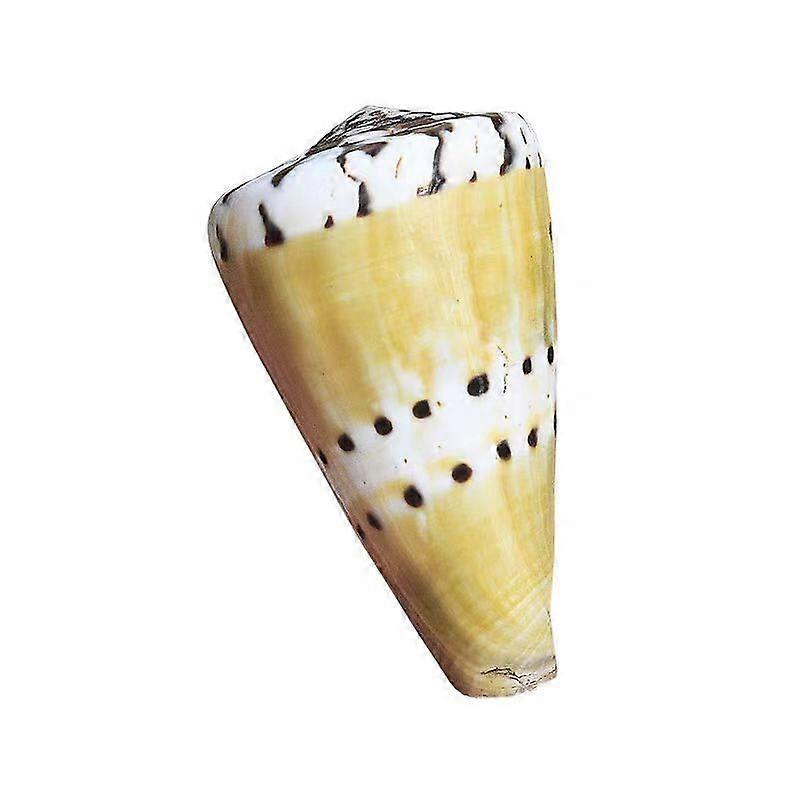 Rare Conus Mustilinus Ermine Straps Seashell For Home Dcor