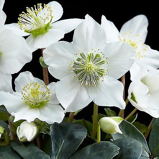 Helleborus Niger. Julerose.