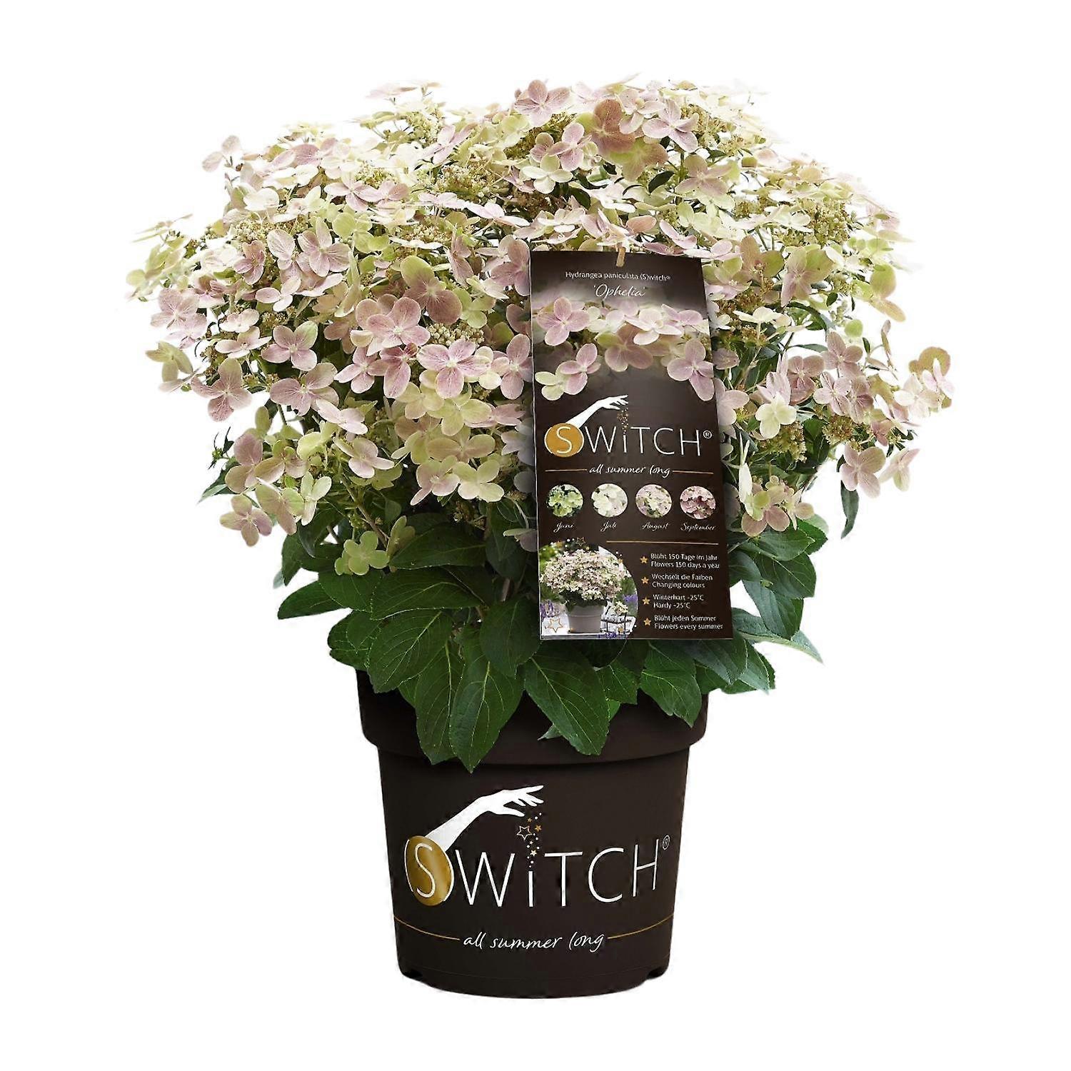 Hydrangea pan '(S)witch Ophelia' - Hortensia - 25cm - Ø19cm