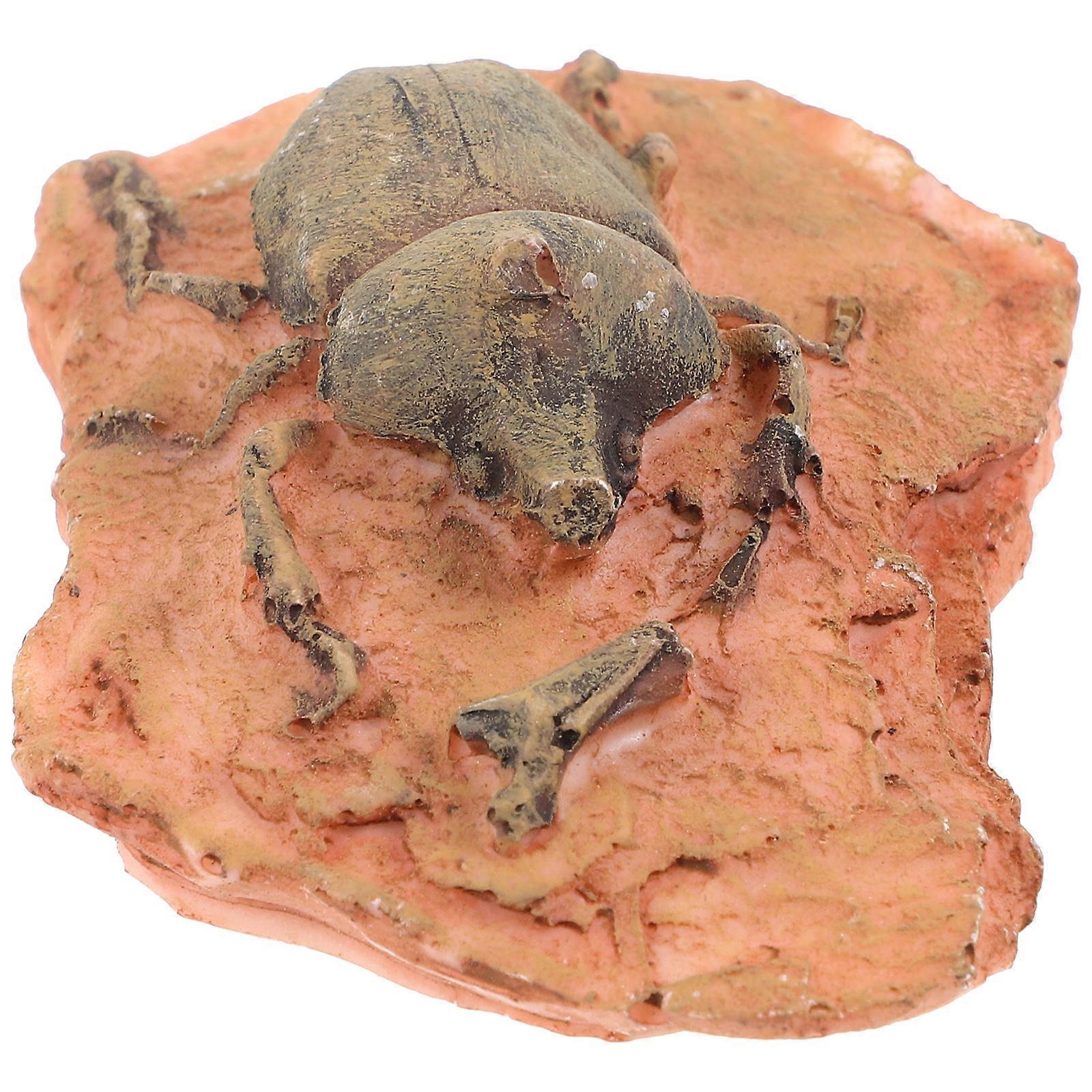 Paleontological Insect Specimen for Teaching 3Pcs Ornament Decor