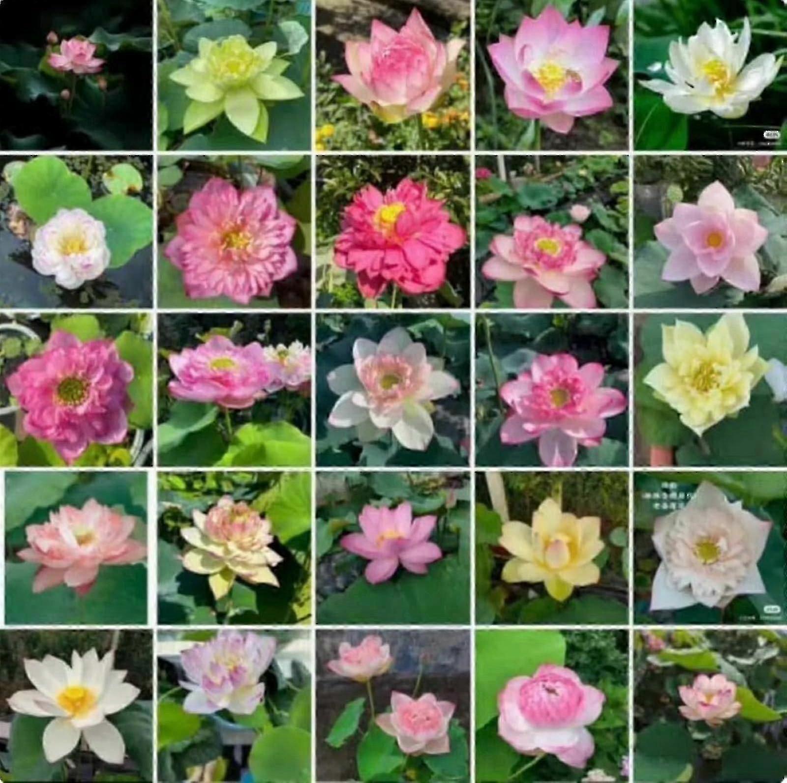 Συλλογή σπόρων λωτού 100 τεμαχίων - Hardy Garden Plants Lotus Flower Seeds Pack​,rzd1