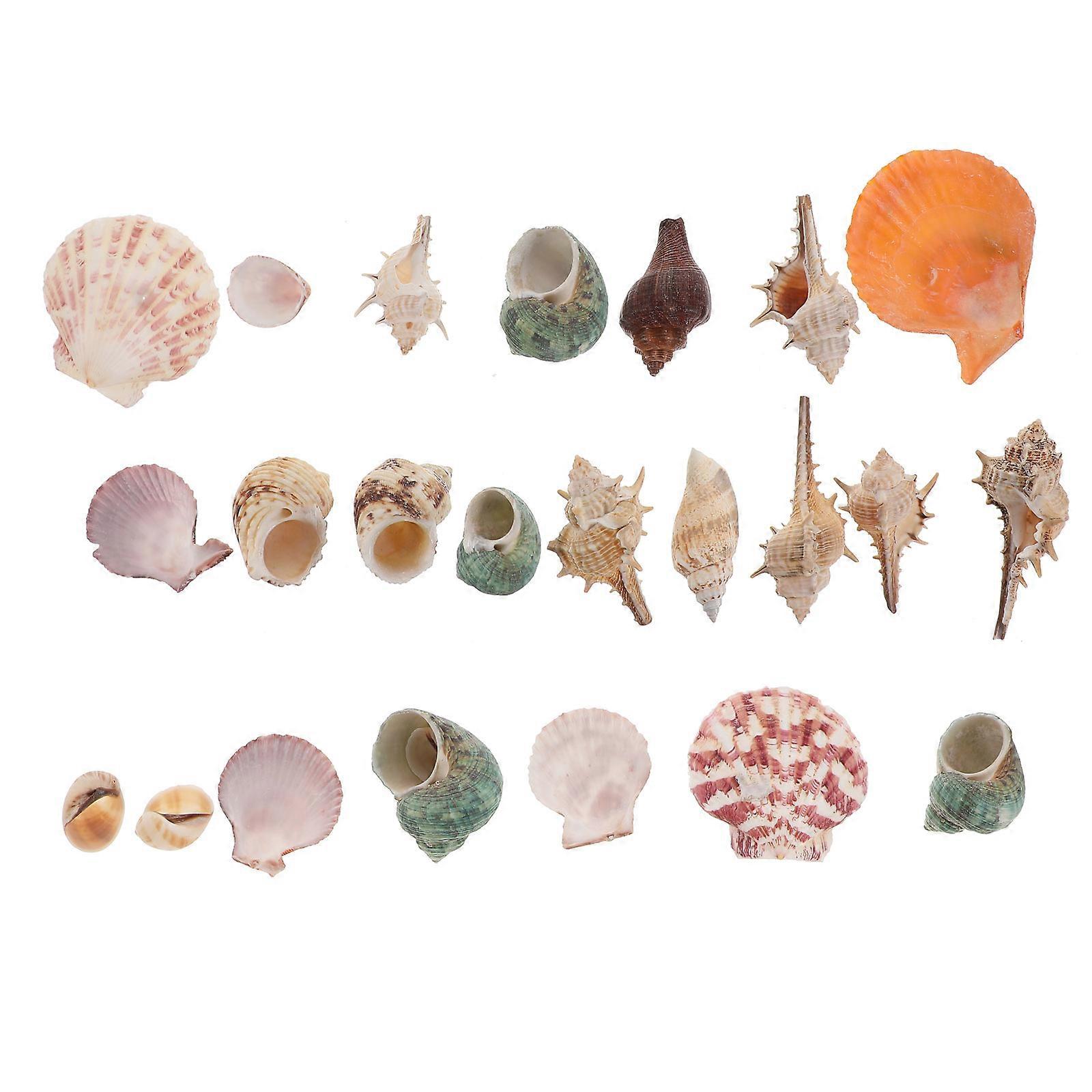 Fish Tank Conch Decor Ornamental Shells Aquarium Safe Seashells Random Color 1Pack