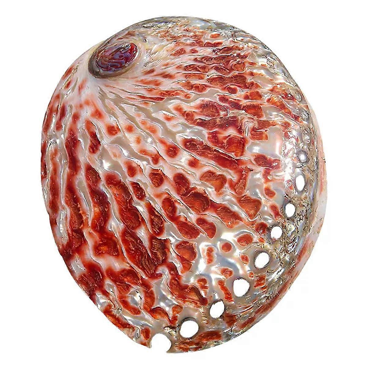 Large Natural Seashell Conch Shell 1113cm Beach Theme Home Decor and DIY Crafts