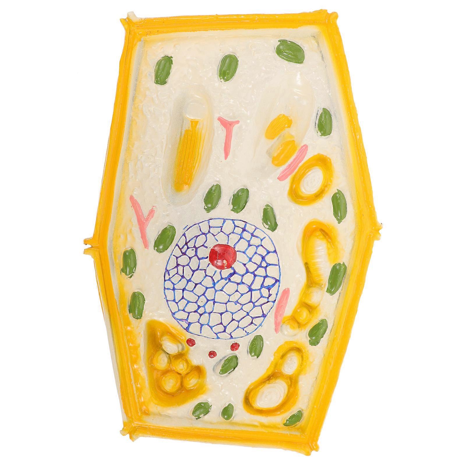 Biology Teaching Plant Cell Model for Educational Use