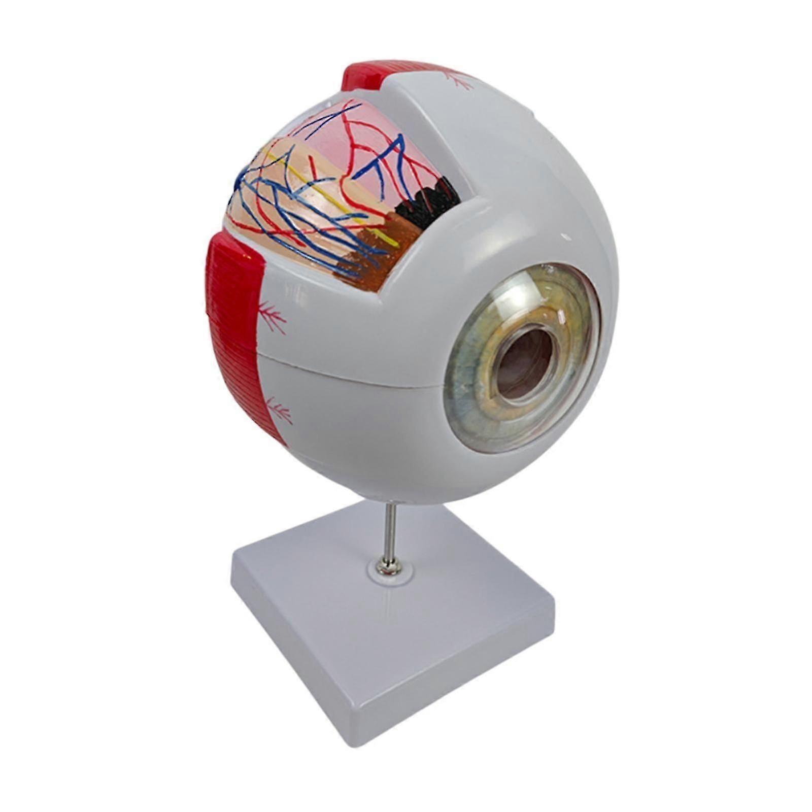 Human Eye Model Enlarged Eyeball Display Model for Student Classroom
