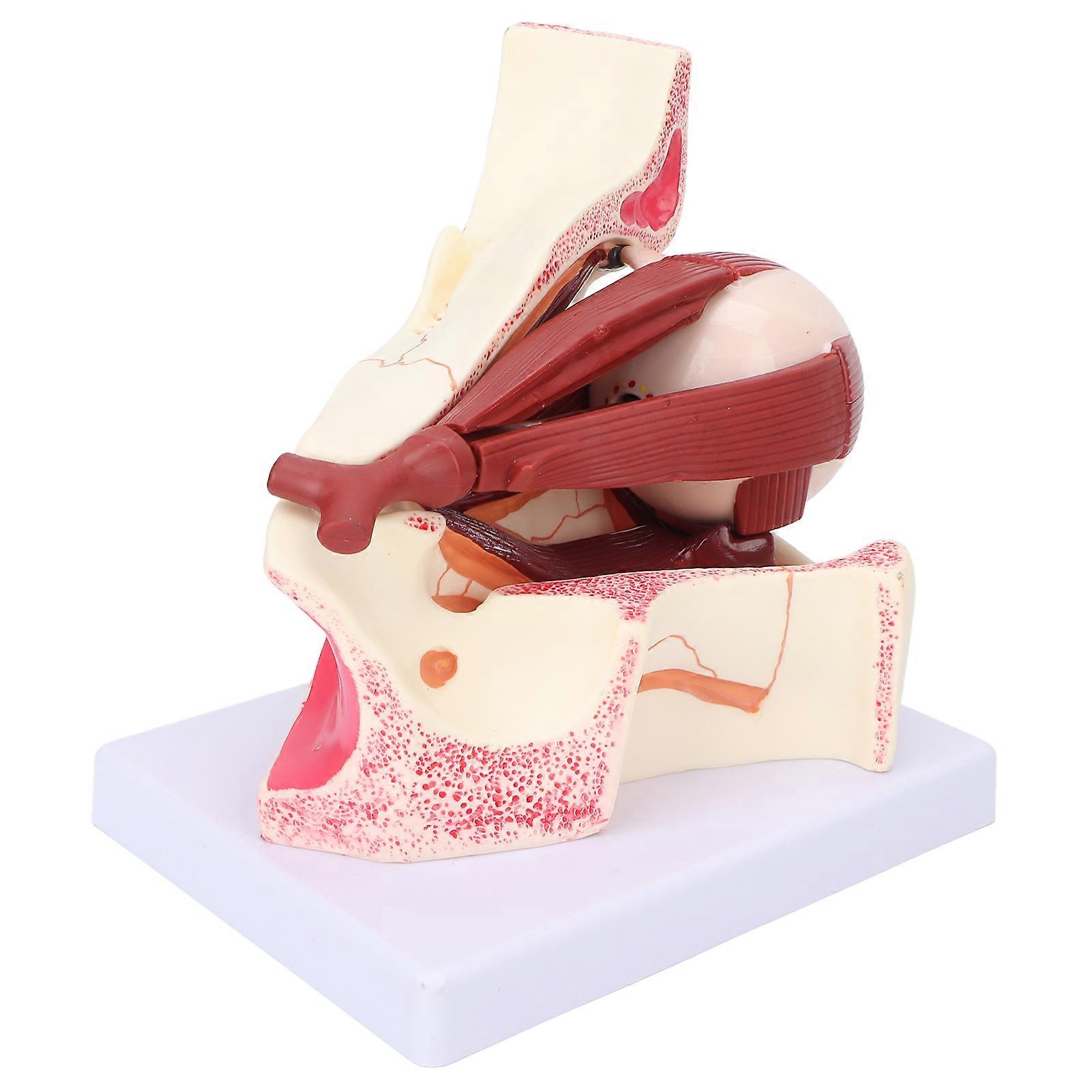 Human Eye Model 3x Magnification PVC Anatomical Medical Teaching