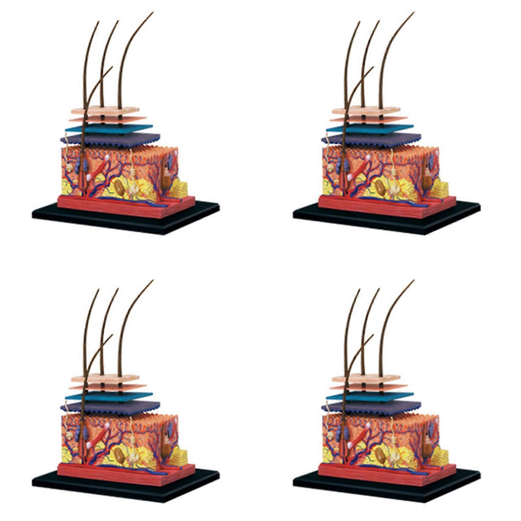 4X 4D Human Skin Model Hair Organs Assembling Puzzle Model Teaching Model Manikin Science Anatomical Model