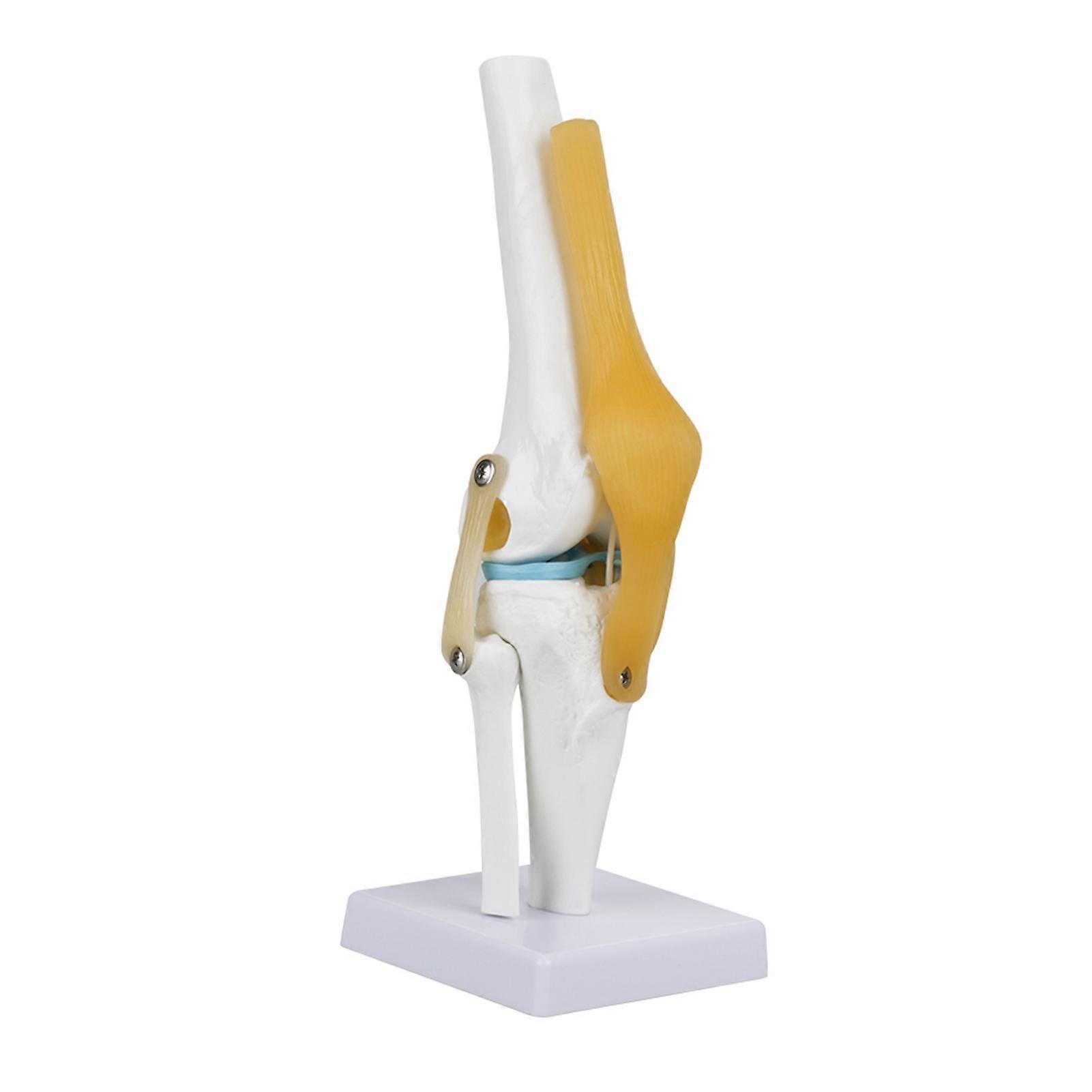 Life Size Human Knee Joint Model for Skeleton Anatomy Study Teach with Ligament Model