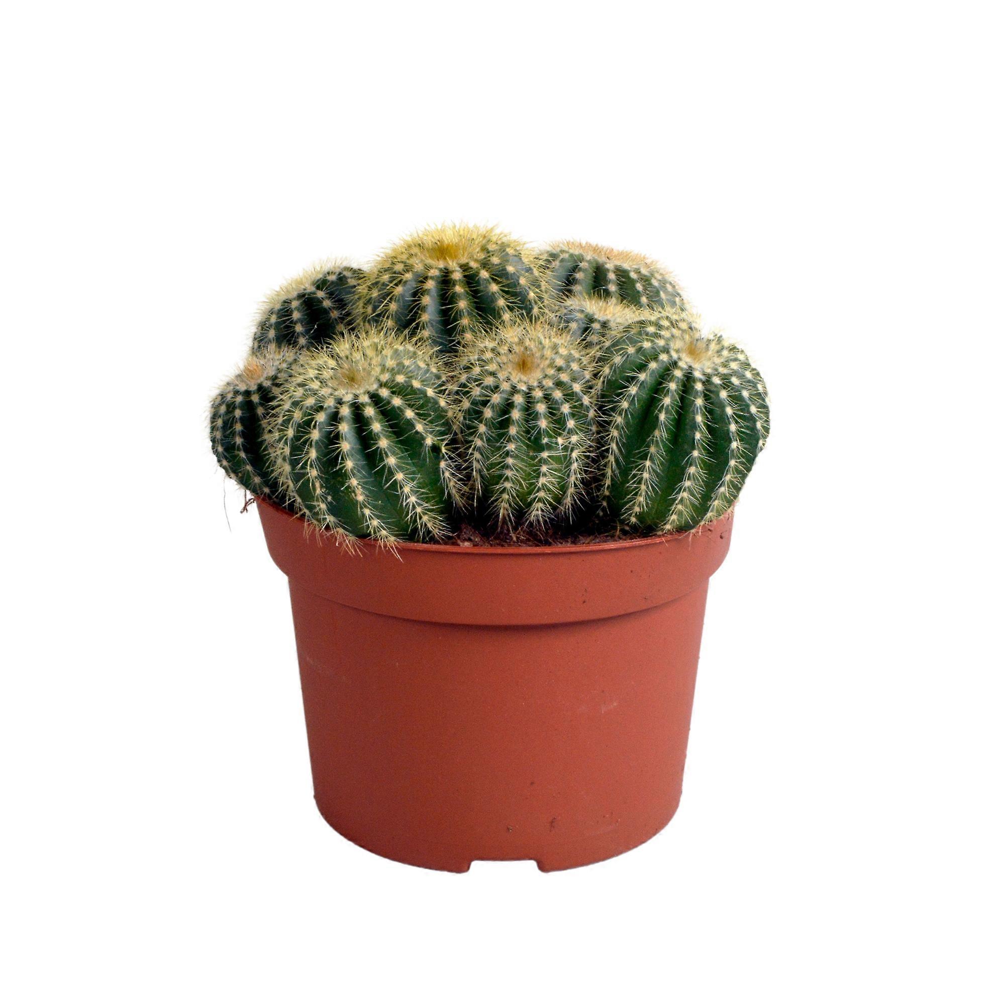 Eriocactus warasii - 23cm - Ø12cm