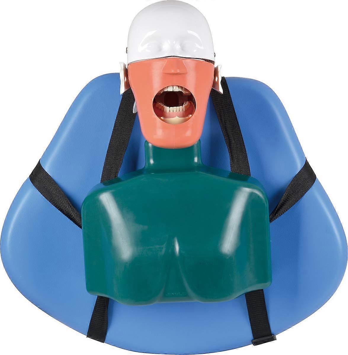 Dental Simulator Phantom Head with Teeth Model, Adjustable Stainless Steel Bracket for Student Practice