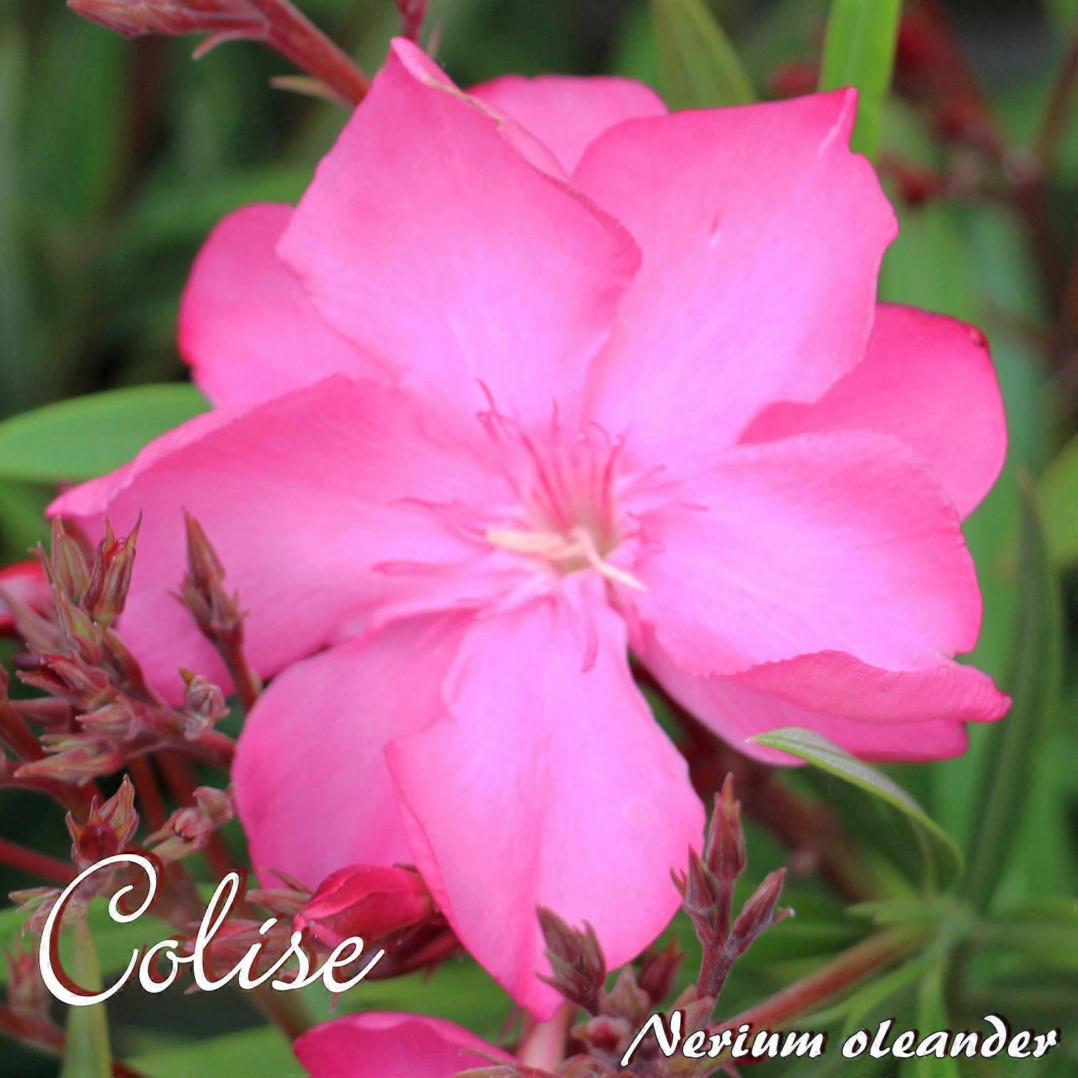 Oleander "Colise" - Nerium oleander - Size C03
