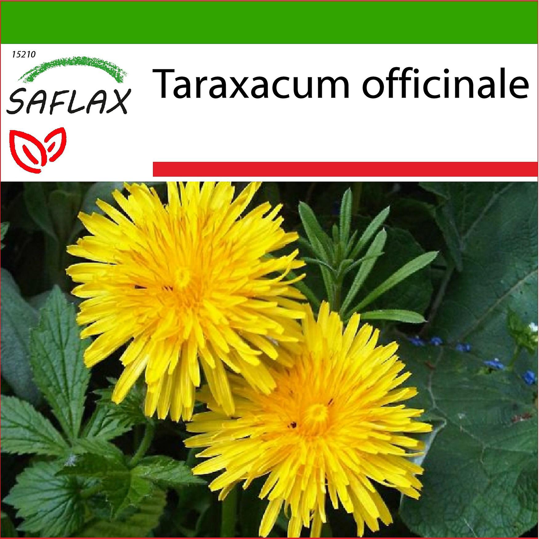 Saflax - 200 seeds - With substrate - Dandelion - Pissenlit - Dente di leone - Diente de león - Löwenzahn