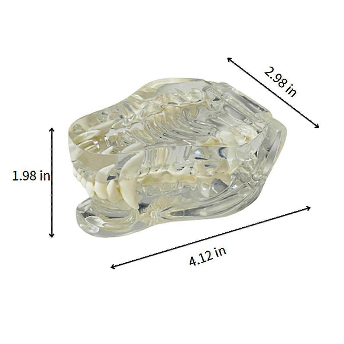 Transparent Teeth Anatomical Model (Dog)