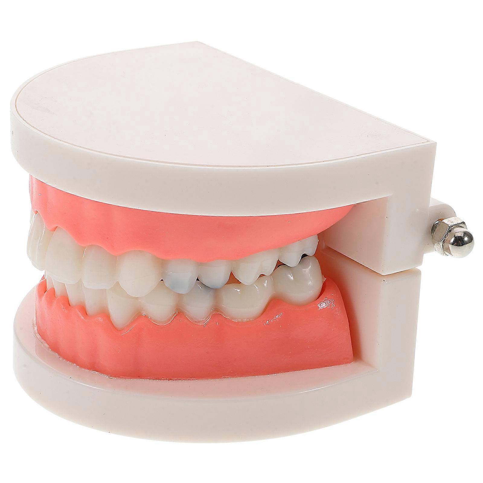 Dentist Teaching Model Realistic Teeth Structure for Study 1 Unit ABS