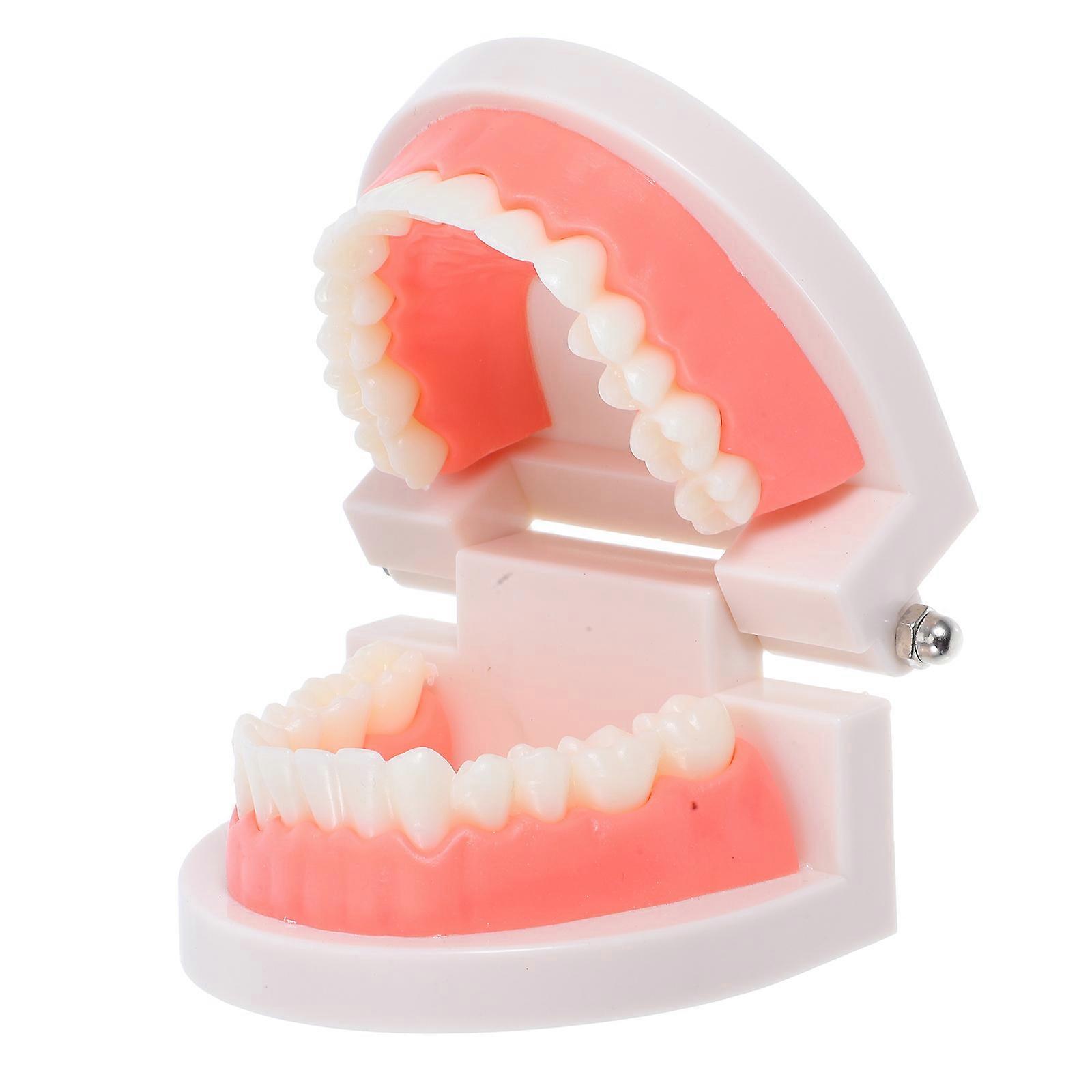 Dentals Typodont Model for Educational Oral Demonstration 5Pcs Plastic Set