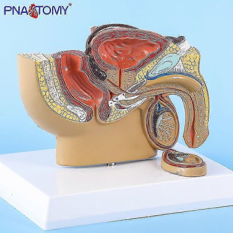 男性骨盤解剖学モデル精巣前立腺解剖模型泌尿器系医療教育モデル教育機器ギフト-YKY416