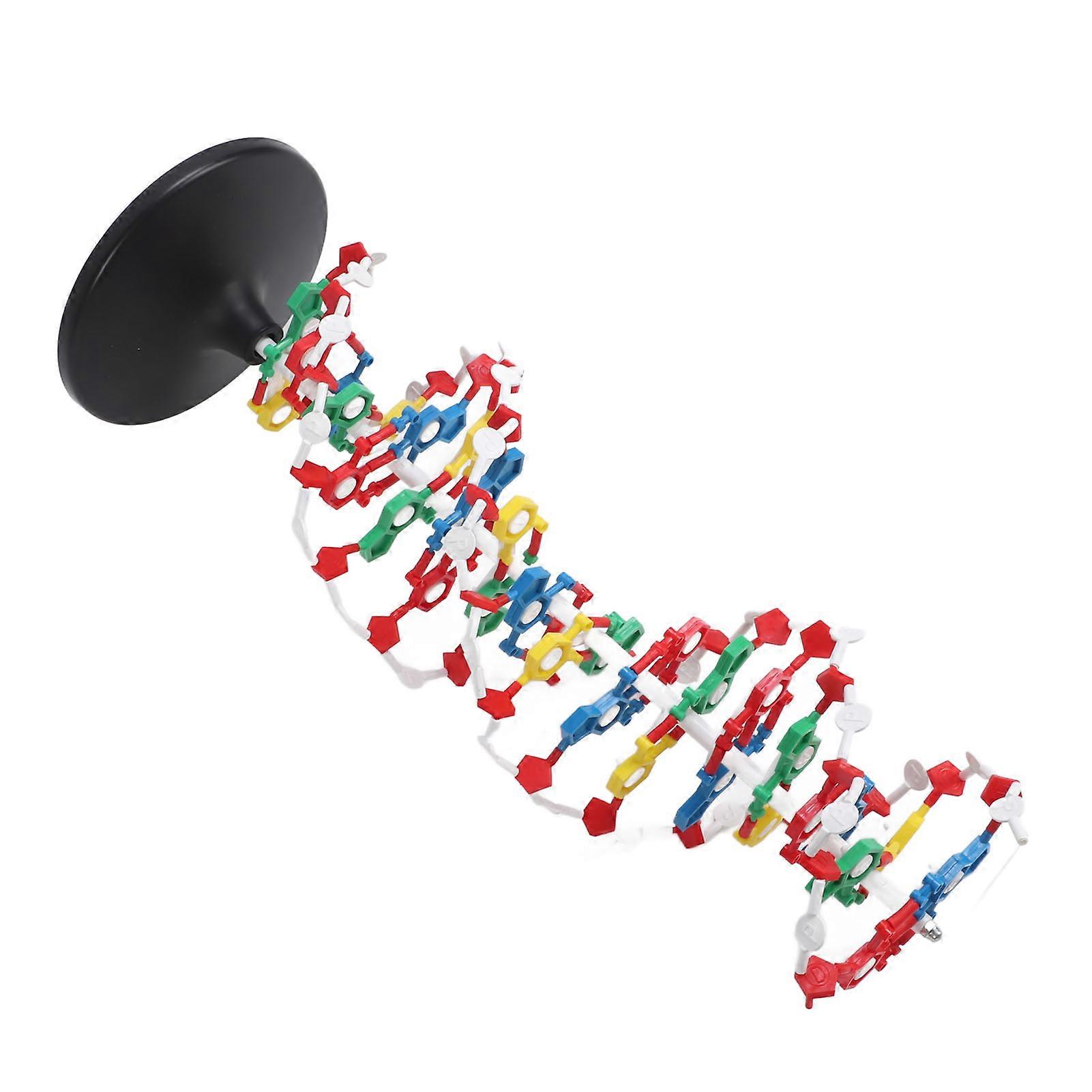 DNA Structure Model Plastic Educational DNA Double Helix Model Teaching Equipment 