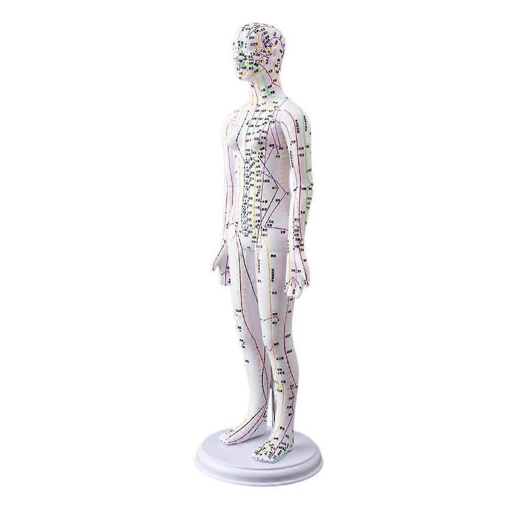 Human Acupuncture Model with Chinese Points for Beginner Acupuncture Practice