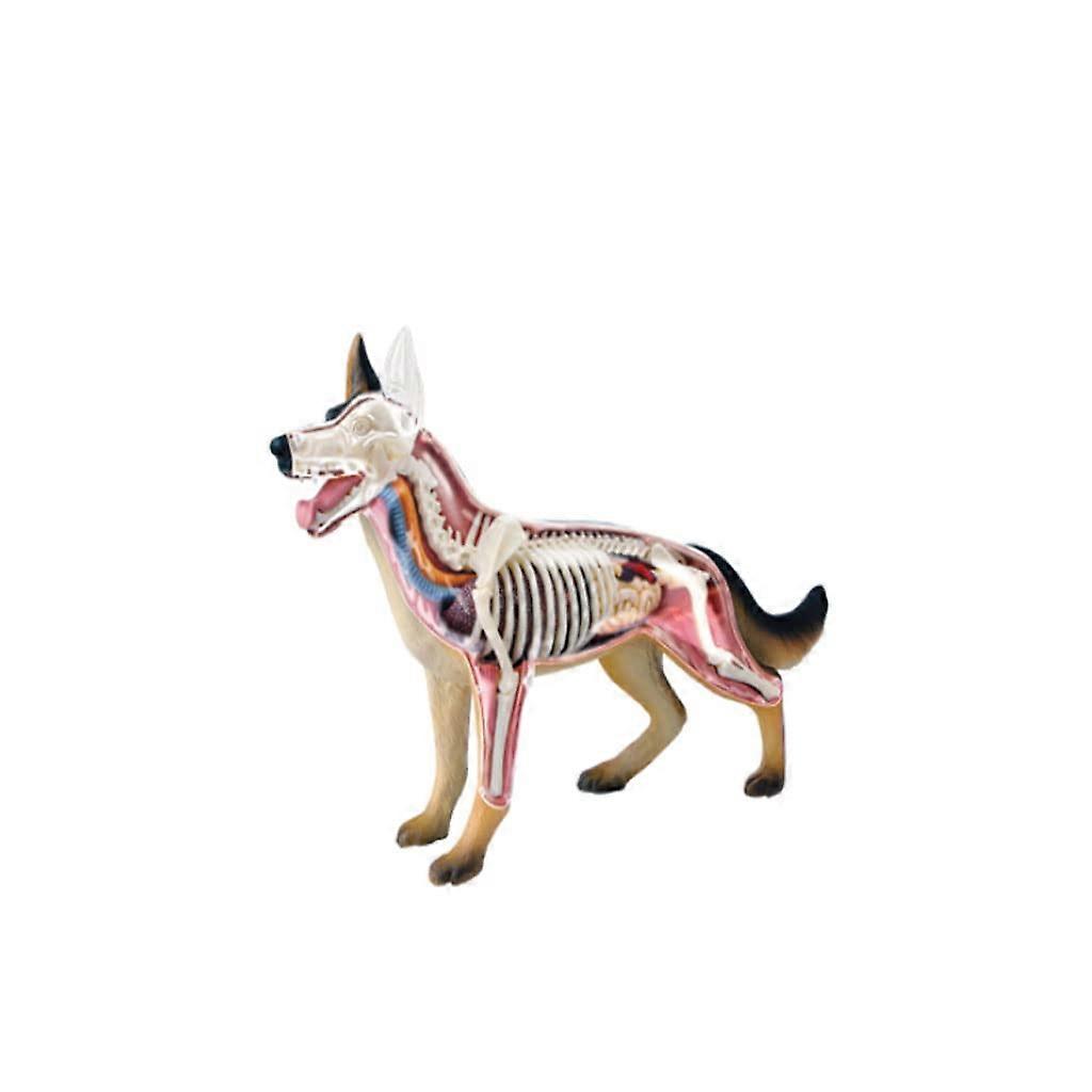 Teaching materials for dog anatomy models, teaching puzzle for assembling teaching aids, dog anatomy animal model utensils