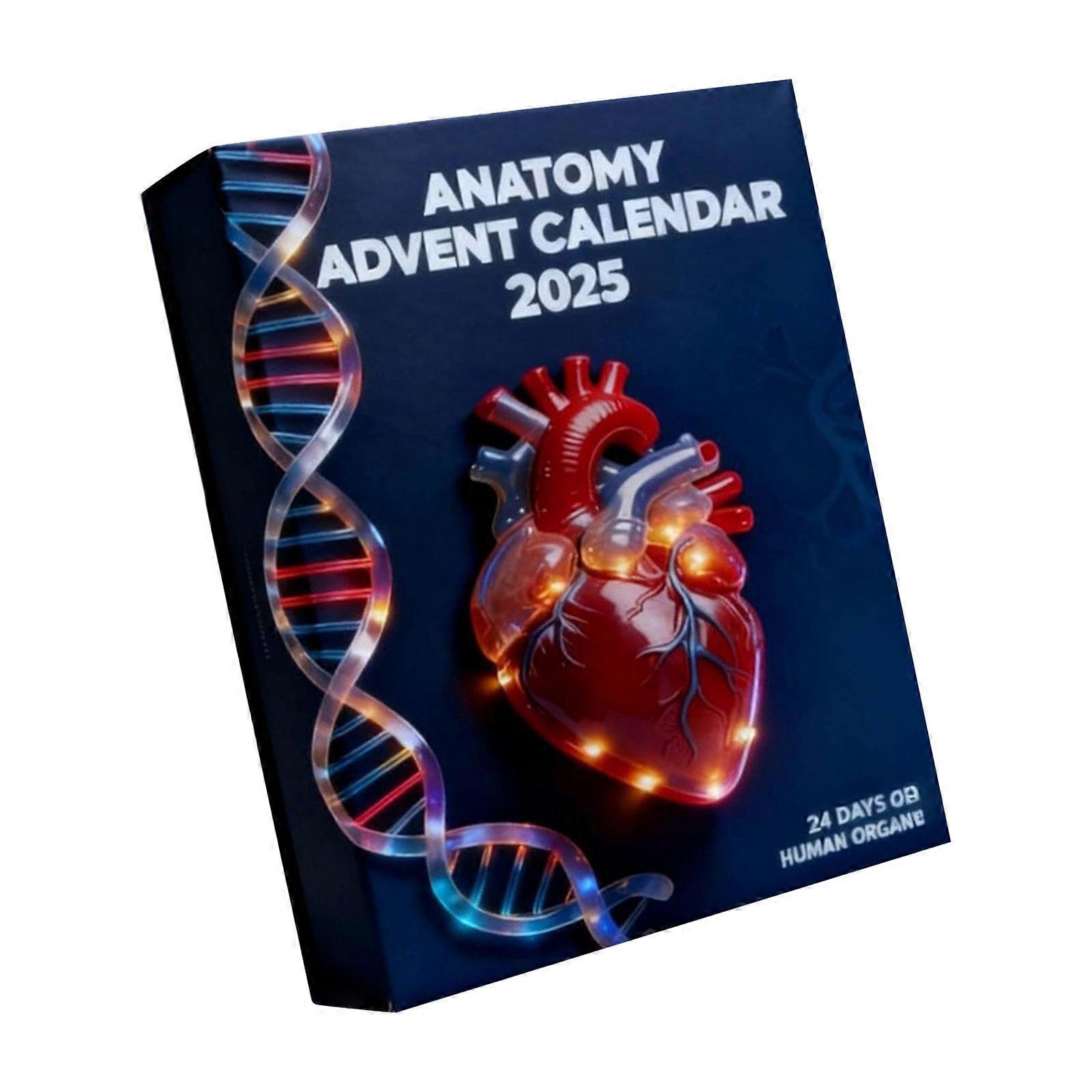 Clear Acrylic Organ Shape Ornaments Holiday Tree Decorations 12 Piece Set With Secure Hanging Loop For Family Celebration Multicolor