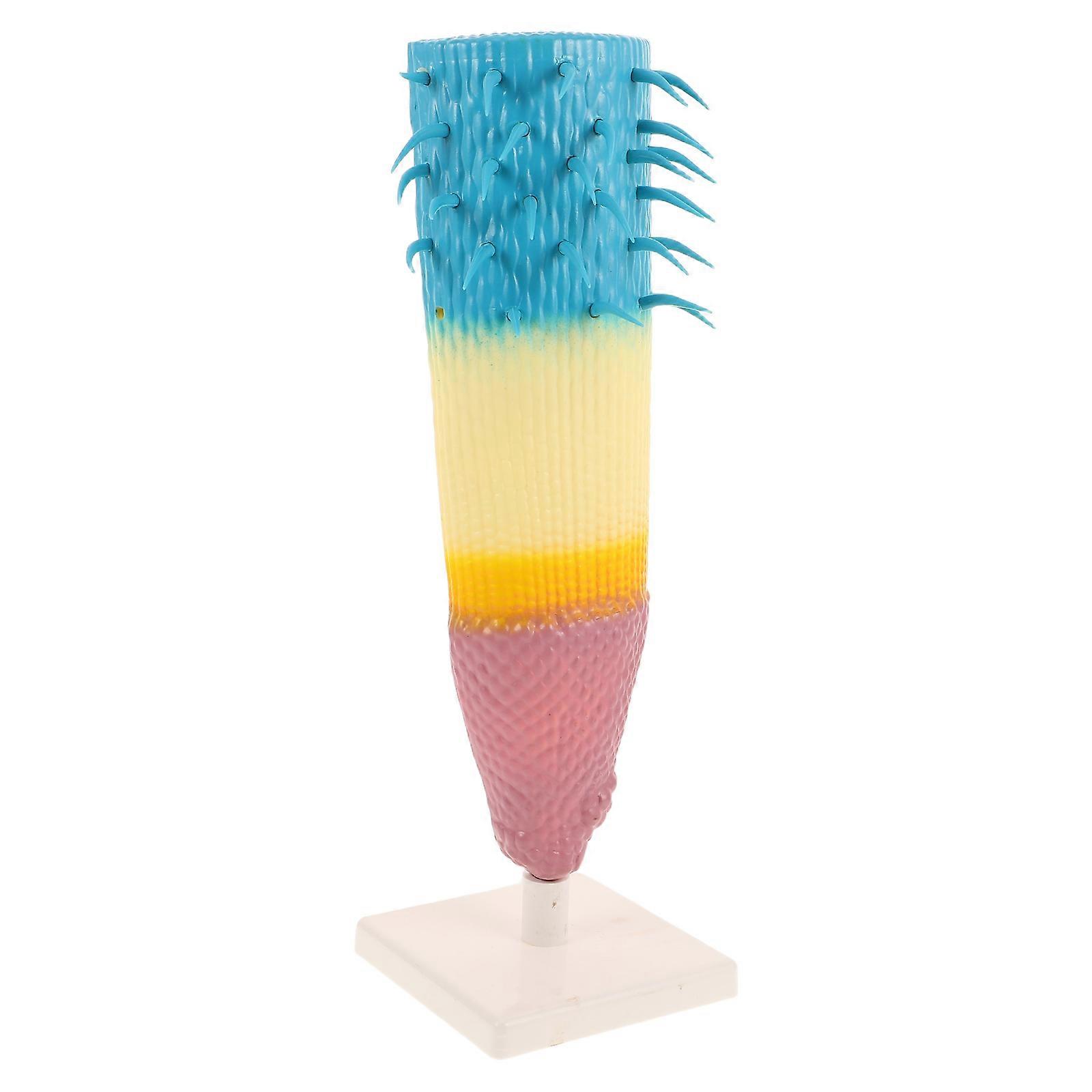 Plant Root Model Root Profile Model for Learning Classroom Teaching Instrument